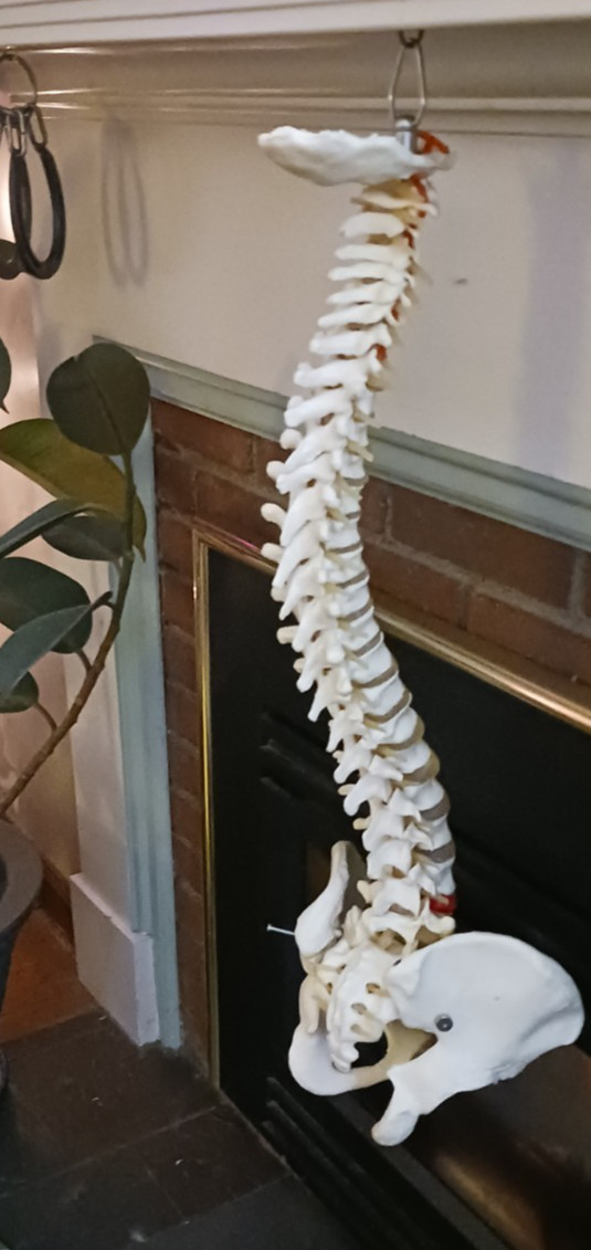 Life-Size Human Spine Model w/ Pelvis & Nerves – Anatomy Medical Study