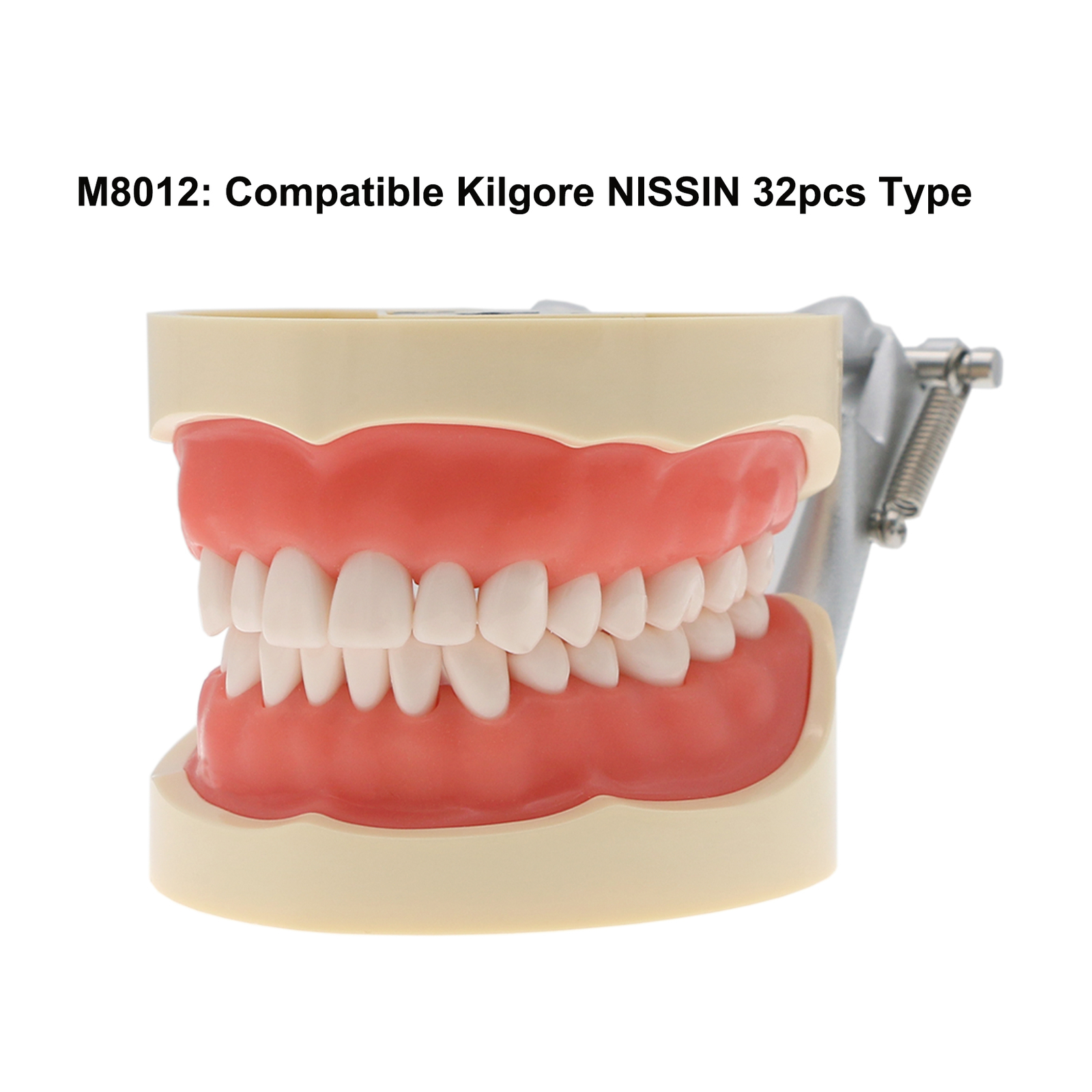Dental Typodont Model With Screw-in Removable Teeth Kilgore NISSIN 200/500 Type