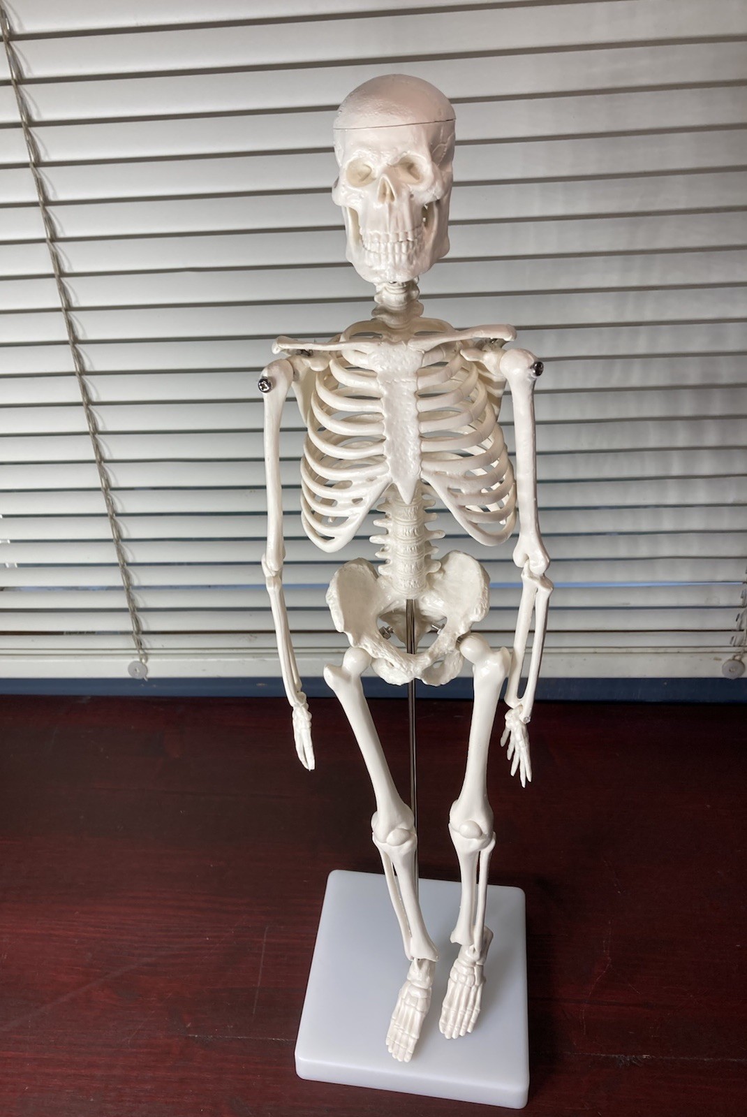 Human Anatomy Model Skeleton Medical Educational Learning Aid with Stand