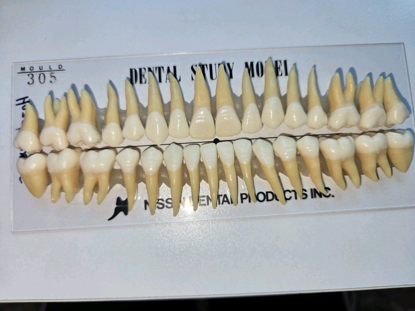NISSIN dental ADULT TEETH MODEL Model B3-305(32S)