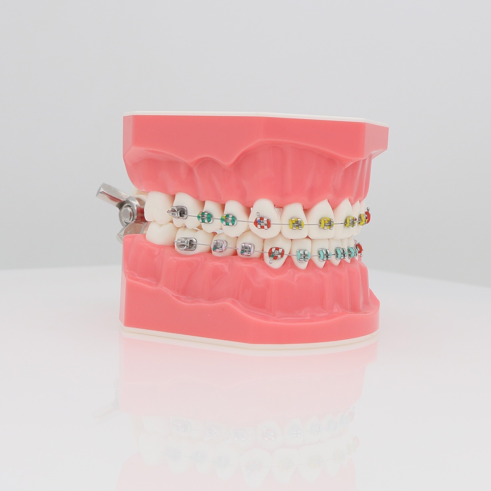 US Dental Teach Typodont Demonstration Teeth Model for Patient Study M7010-1/2