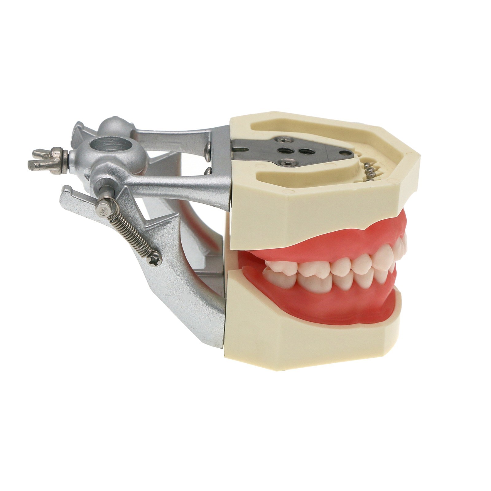 US Dental Typodont Teeth Models fit Kilgore NISSIN 200/500 Type & Columbia 860