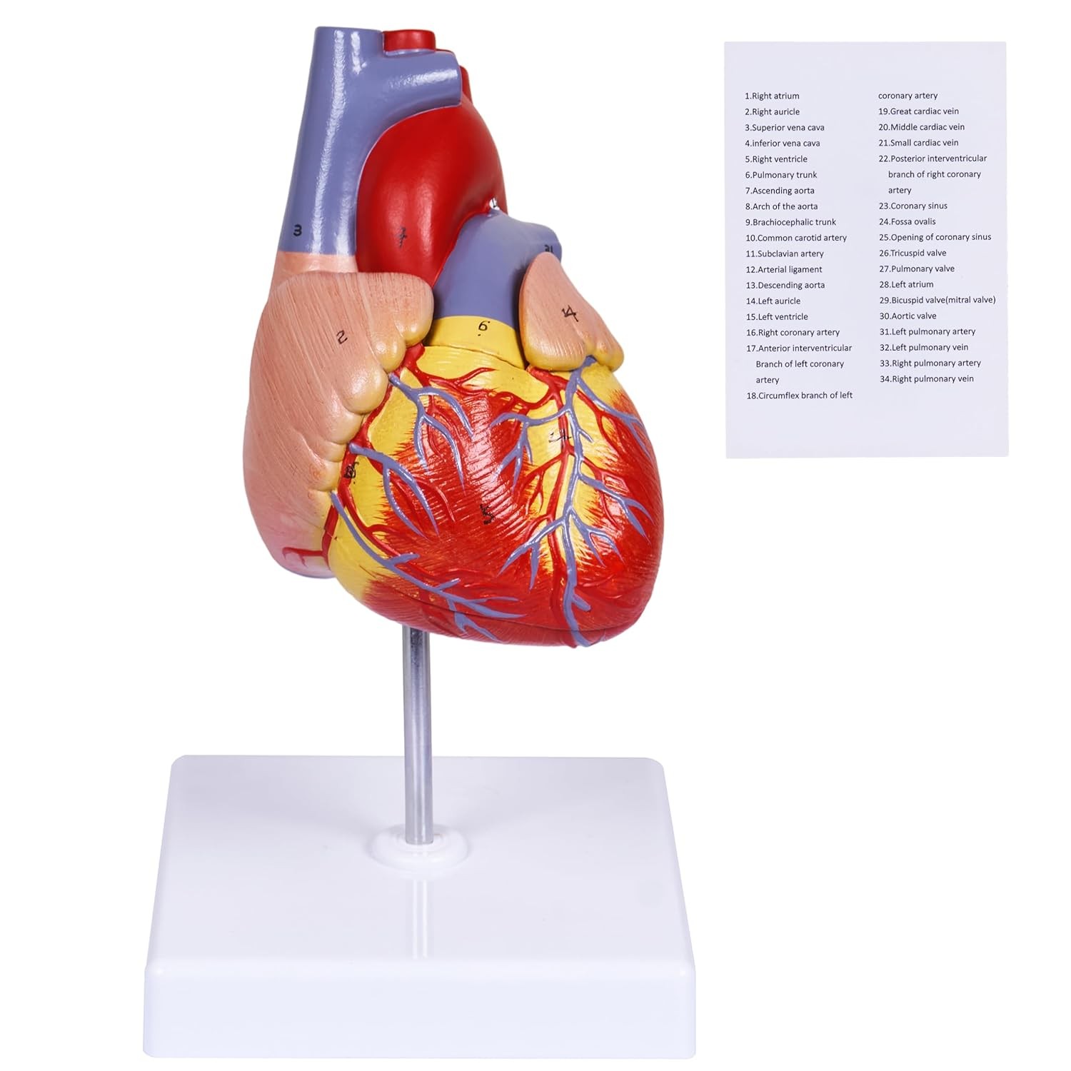 breesky Scientific Human Heart Model 2-Part Life Size Replica…