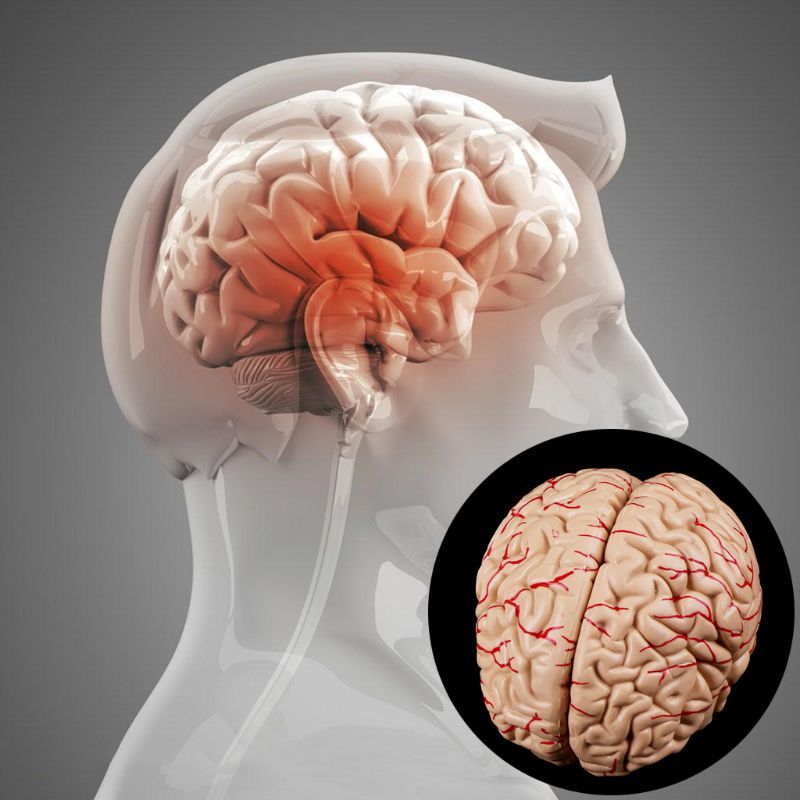Human Brain Model Anatomical Anatomy Medical Teaching Education Study Science
