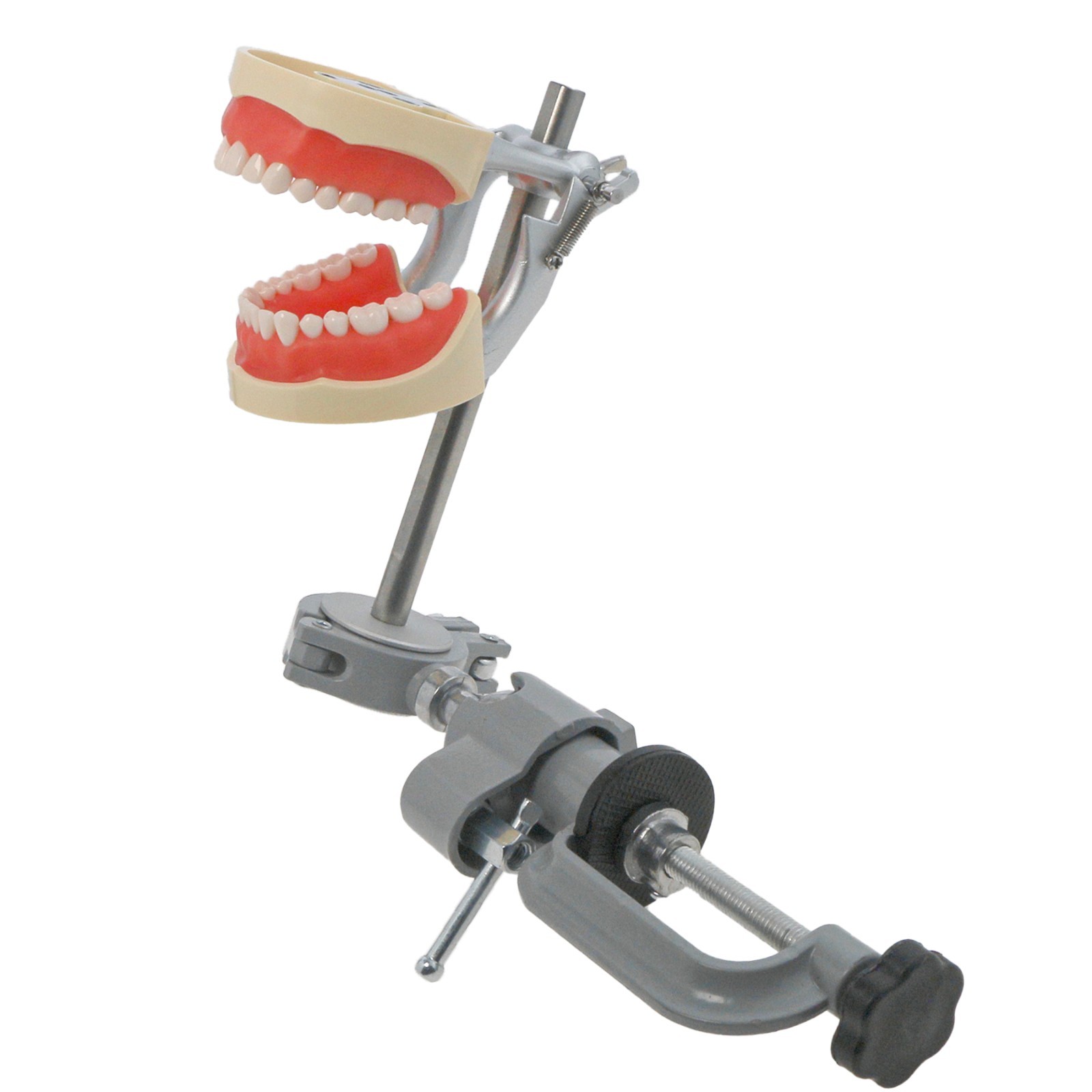Kilgore NISSIN 200/500 Type Dental Typodont Model With Screw-in Removable Teeth