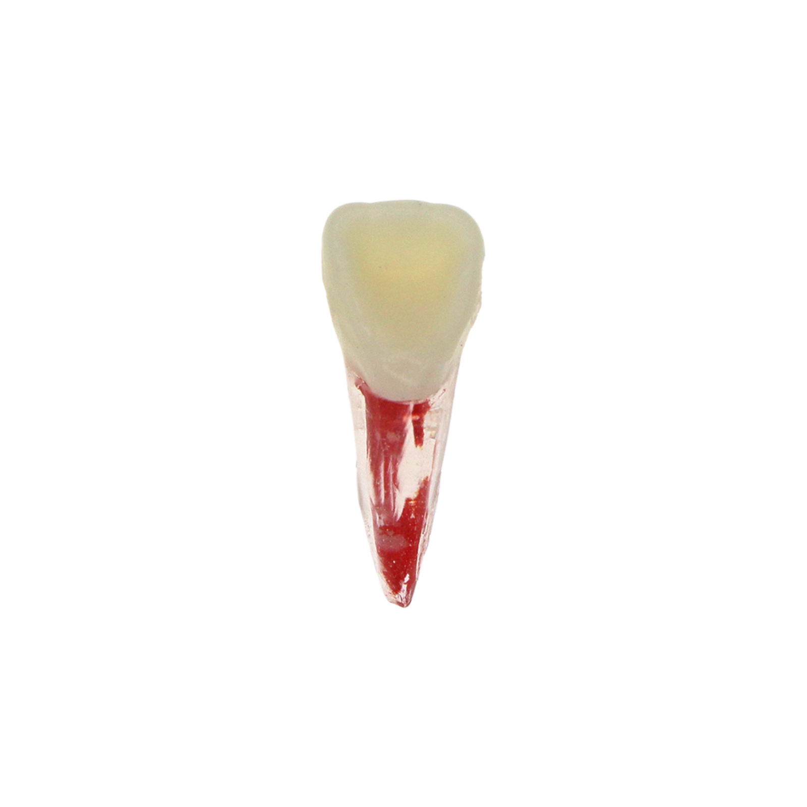 10Pcs Dental Root Canal Practice Model RCT Practice Endo Teeth Model Pulp Study