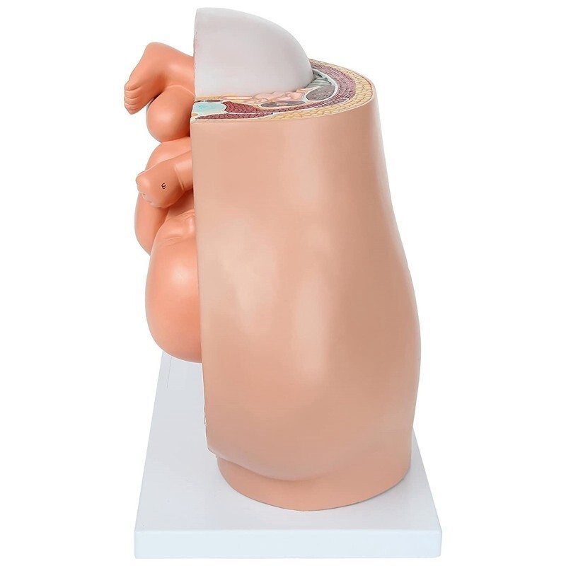 Fetus Pregnancy Anatomy Of The Placenta Model Teaching Tools Pregnancy Medical
