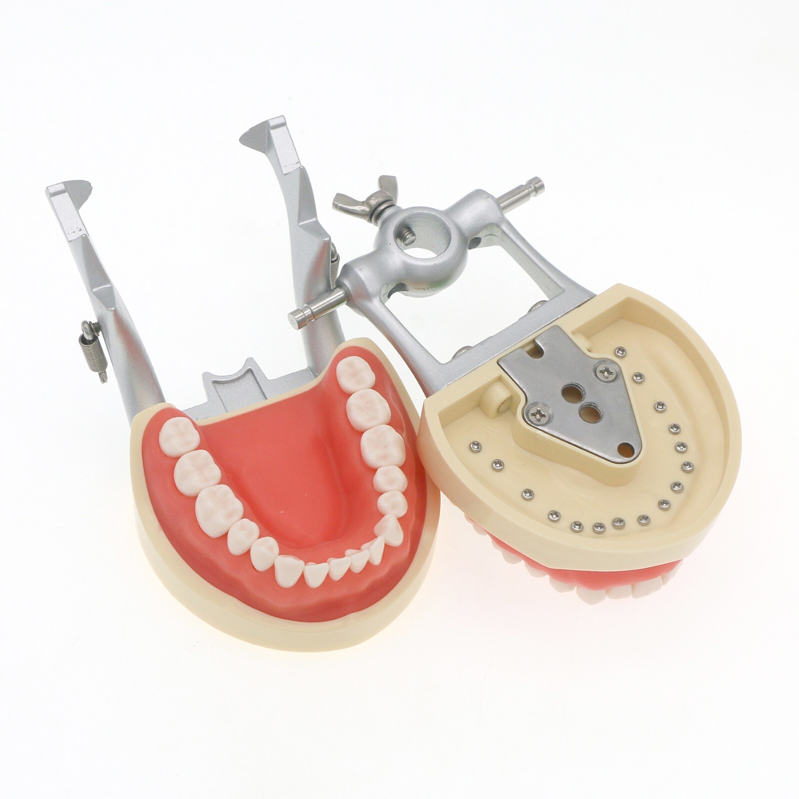 Kilgore Nissin 200 Type Dental Typodont 32Pcs Teeth Model Screw-in Replacement