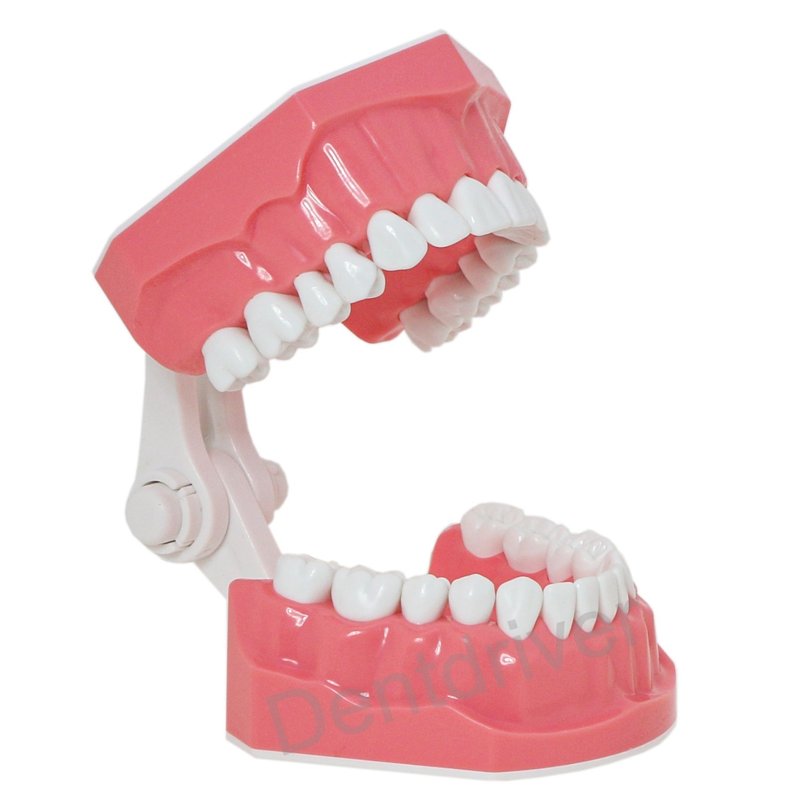 US 1:1 Typodont Teeth Model M7010-1 for Brushing Flossing Practice Teaching