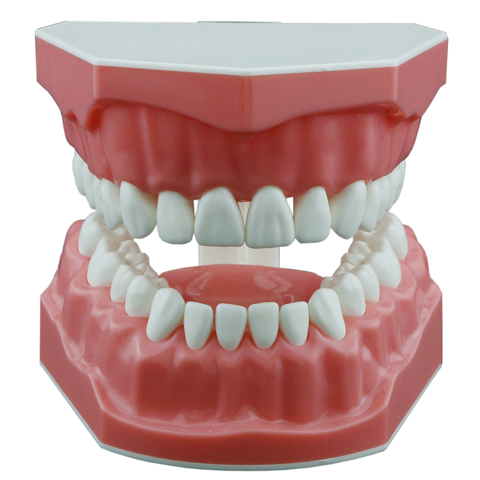 Dental Typodont Model Brushing Flossing Practice Teaching Studying Model M7010-1