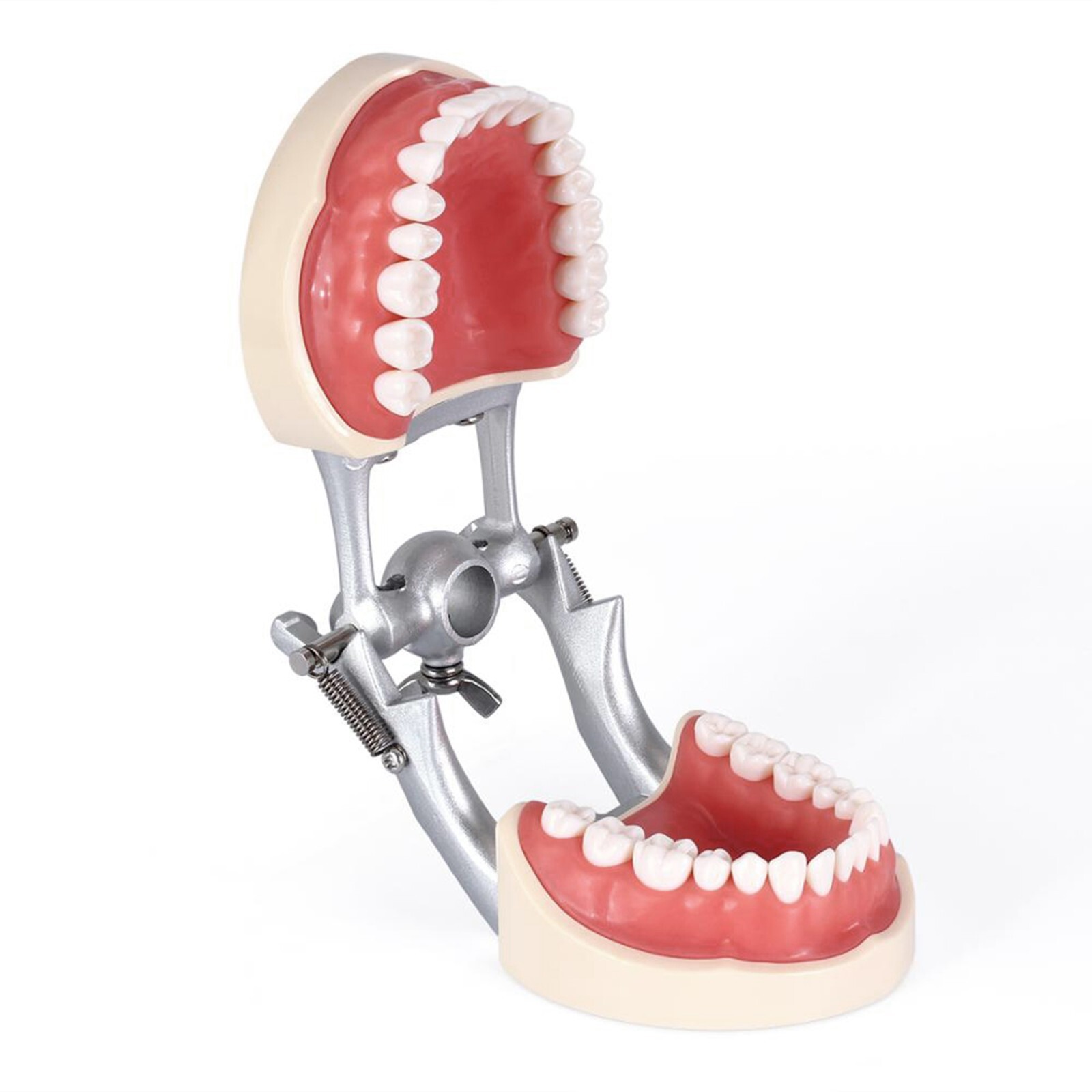 Dental Typodont Model With 32Pcs Screw-in Teeth fit Kilgore NISSIN 200Type Model
