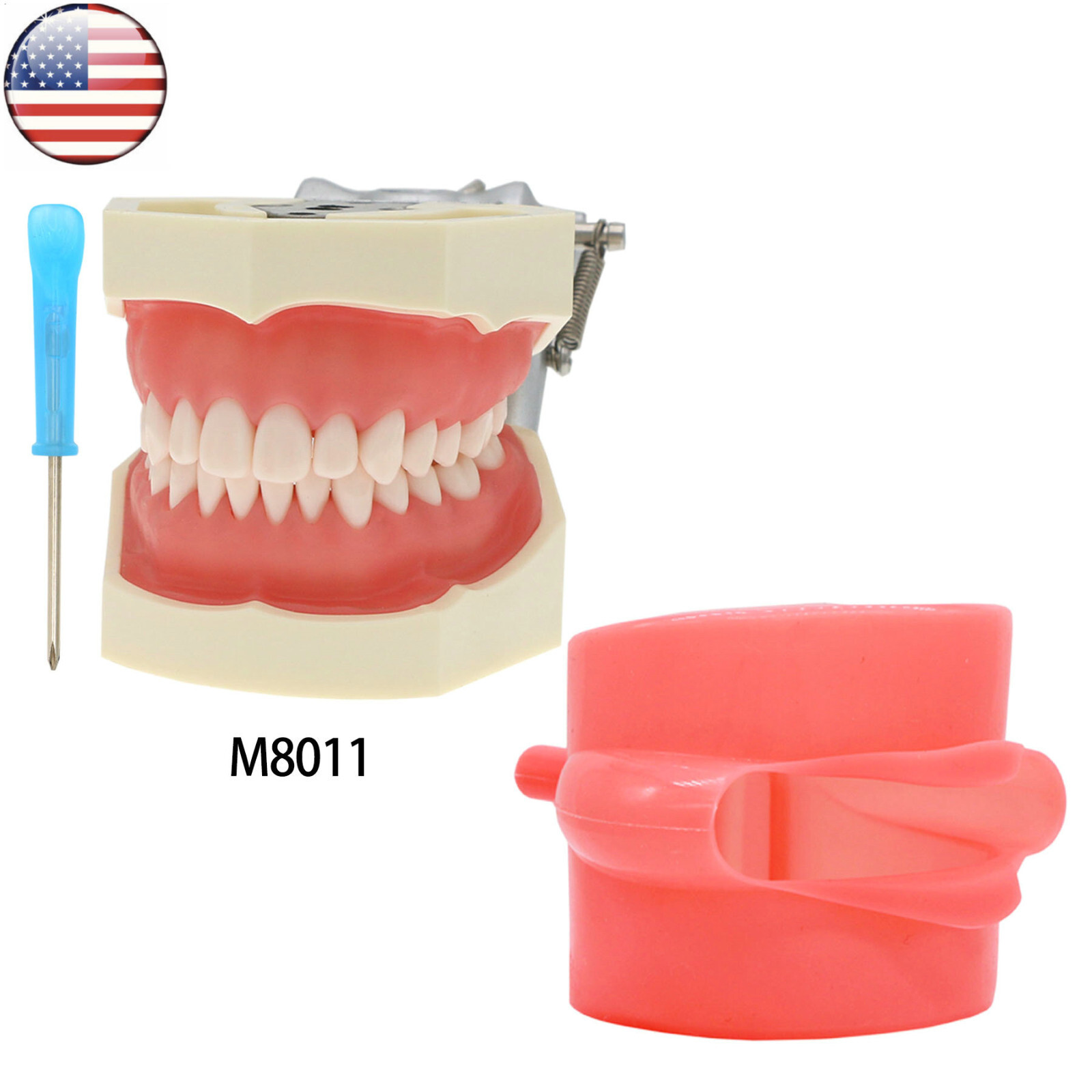 Kilgore Nissin 200/500 Dental Typodont Model With Removable Teeth Mounting Pole