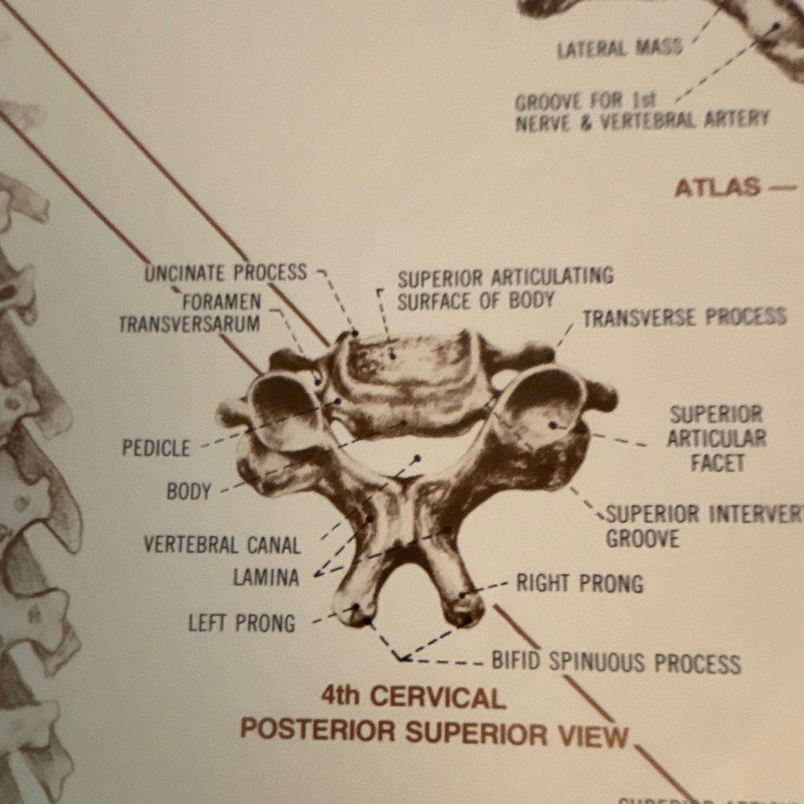Anatomical Chart Co. The Vertebral Column Anatomical Chart Orthopedics 1980