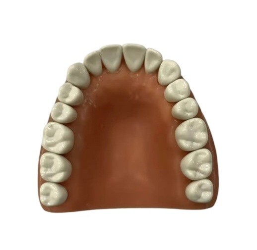 Resin Teeth #1 – #32 for Acadental Modupro Typodont [10 pcs]