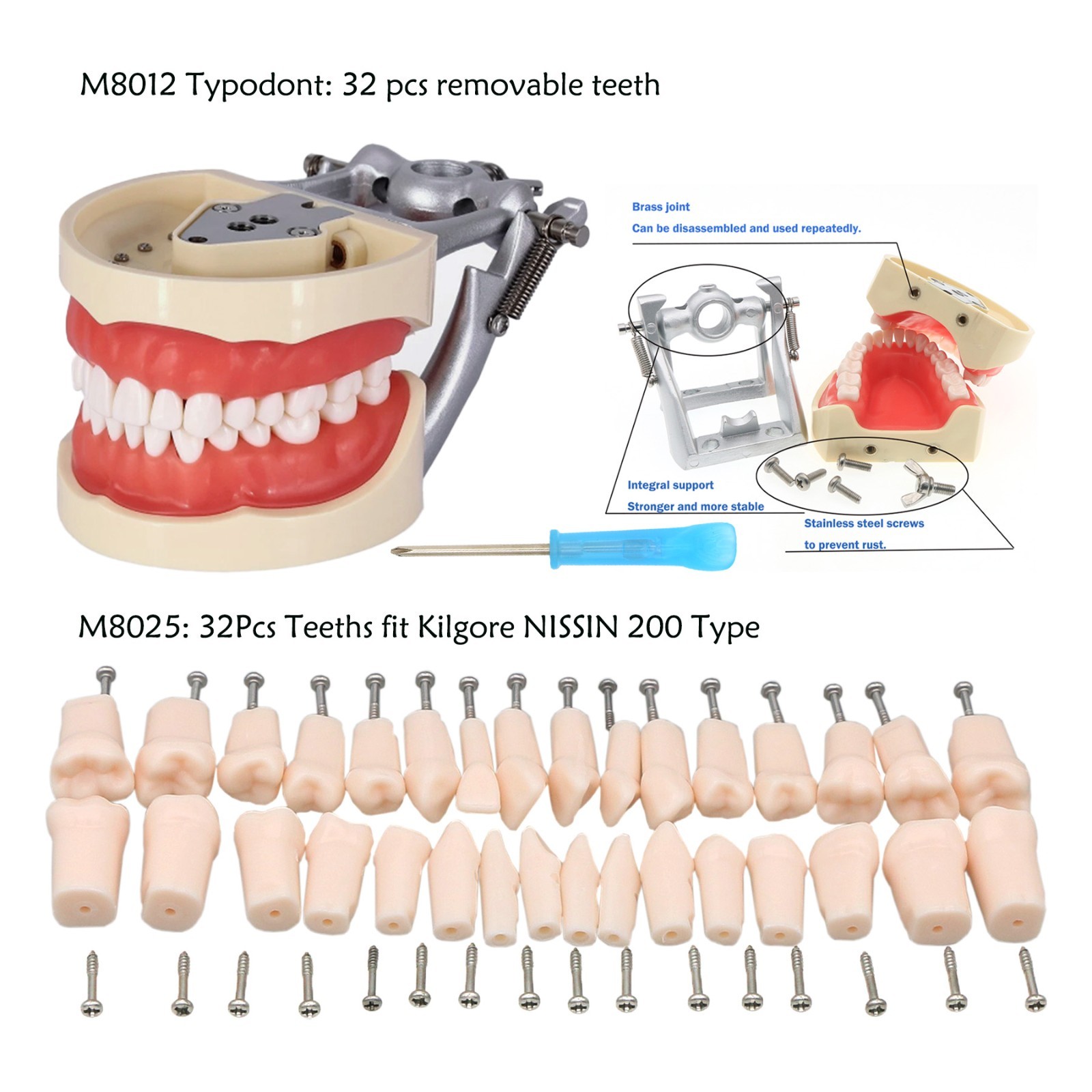 US Kilgore Nissin 200 Type Dental 32pcs Teeth Removeable Model & Mounting Pole