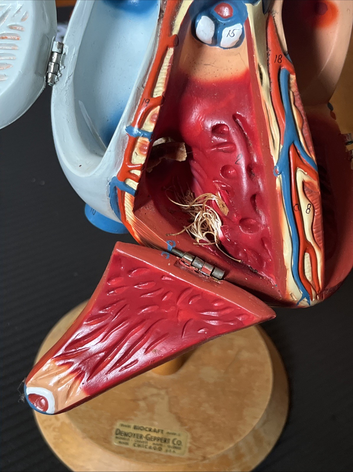 Vintage 14″ Heart Model – Biocraft Denoyer-Geppert – 3 Hinged Compartments READ
