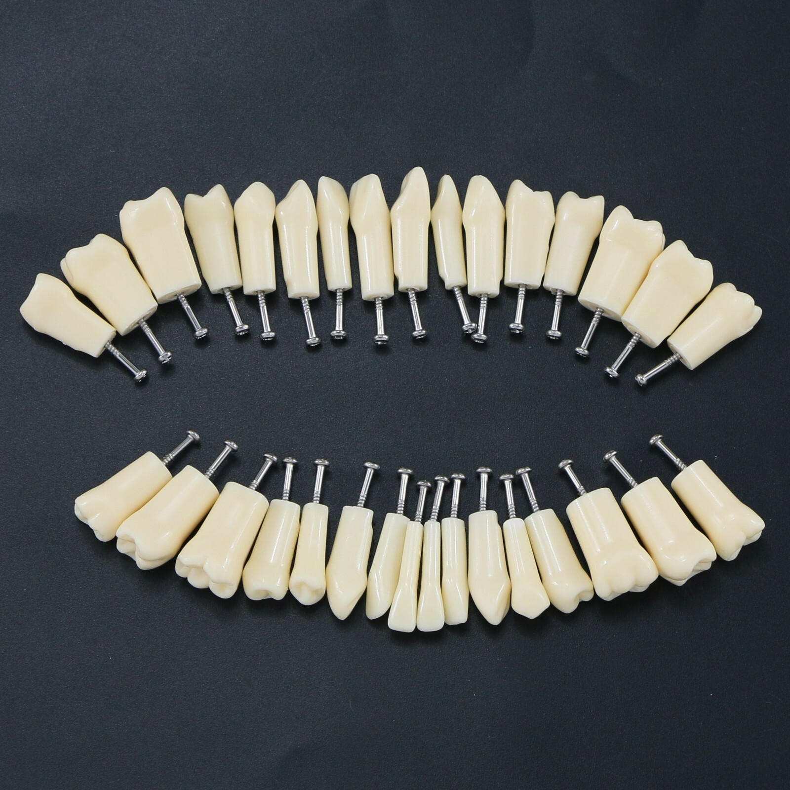 Dental Typodont Replacement Screw-in Teeth Model fits Kilgore NISSIN 200/500Type