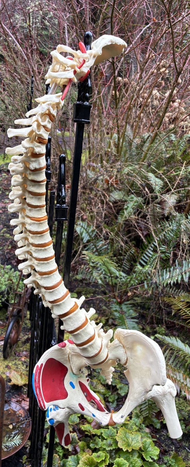 mcm 1960’s vintage medical school university 36″ scoliosis SPINE model~Halloween