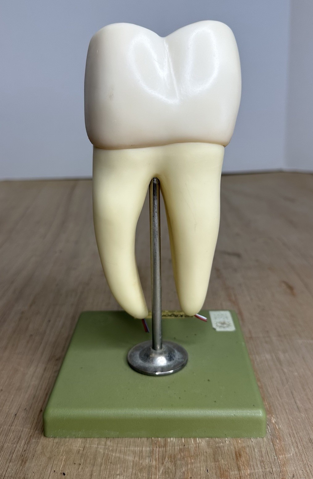 VTG SOSMO TOOTH ANATOMICAL MODEL DISPLAY DENTAL DENTISTRY EDUCTATIONAL GERMANY