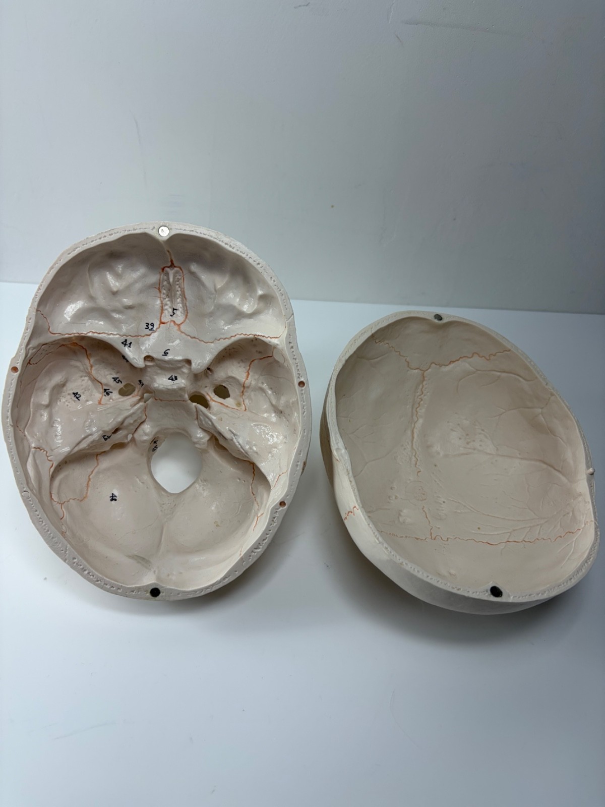 Walter Products Inc. B10221 Numbered Human Skull 3-Parts