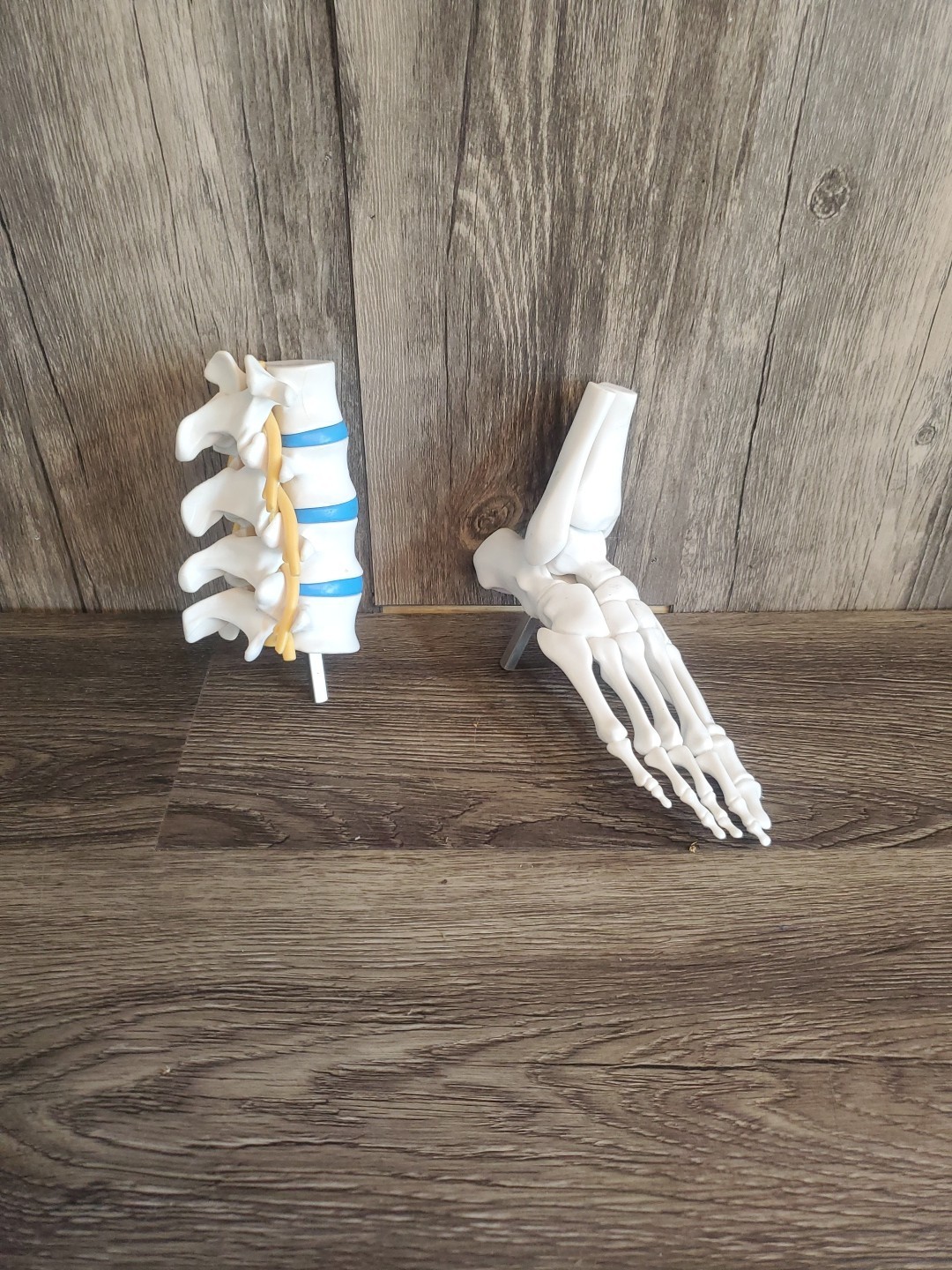 Human Foot Spine Skeleton Model, Life Size Medical Anatomy Foot and Ankle