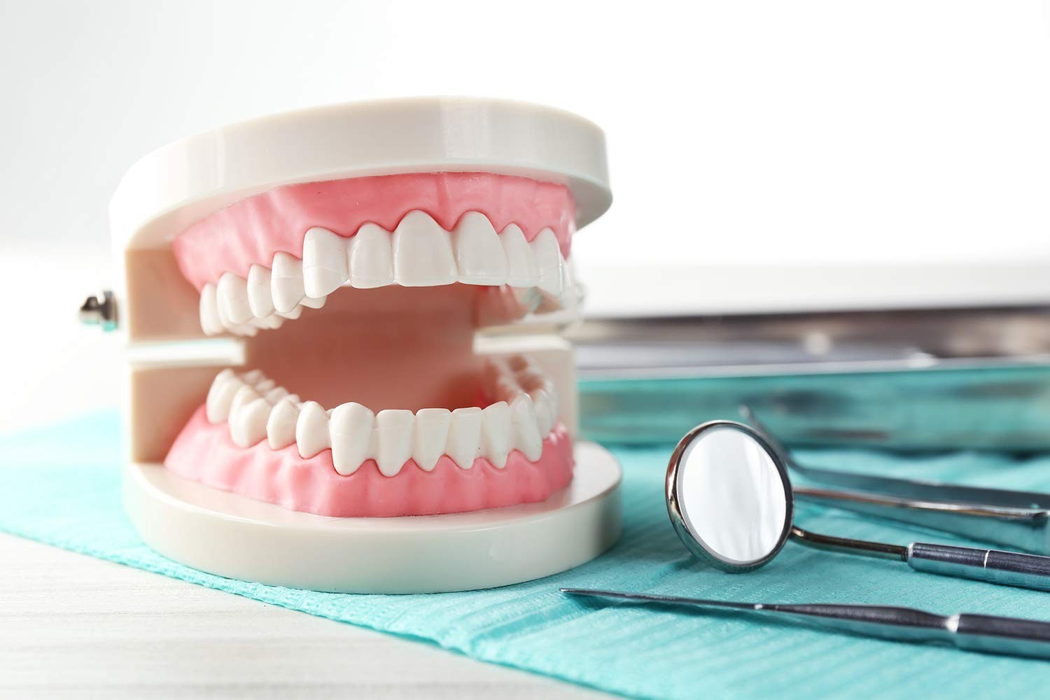 Kids Educational Teeth Model with Standard Dentures – 2 Fixed Wrenches Included
