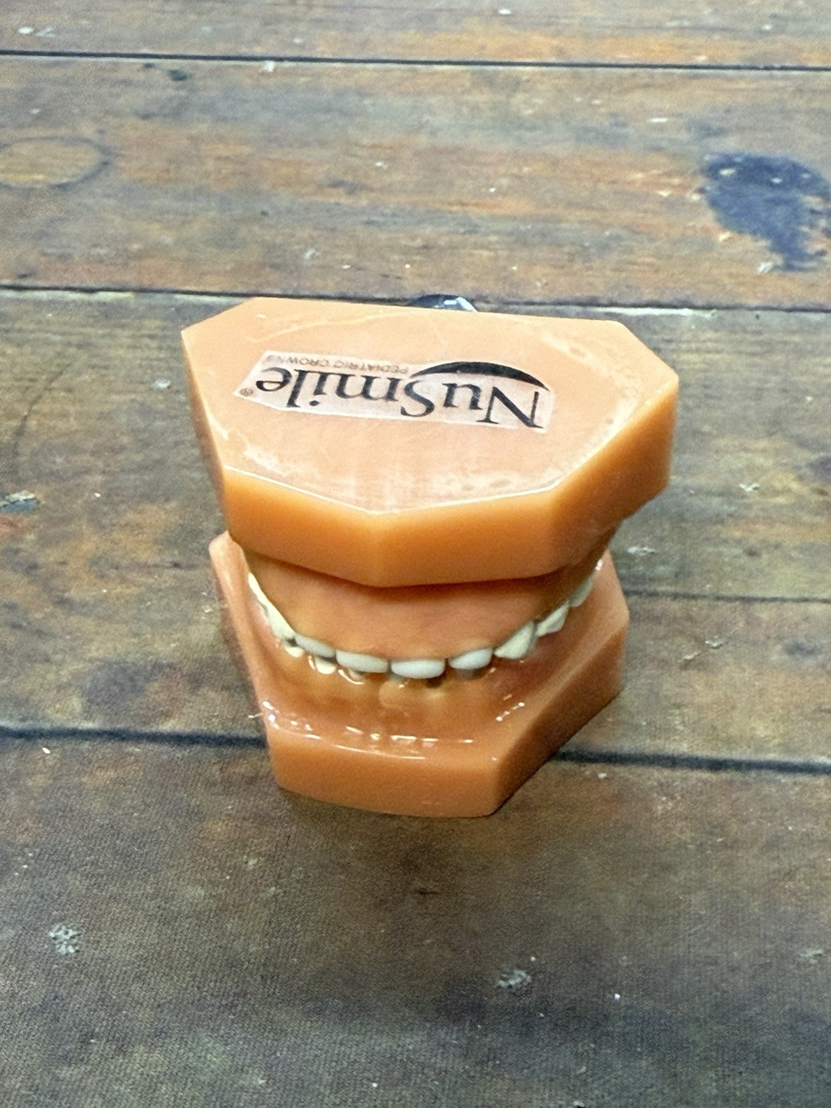 NuSmile Dental Typodont Training Model Consultation Teeth Display w/ Bench Clamp