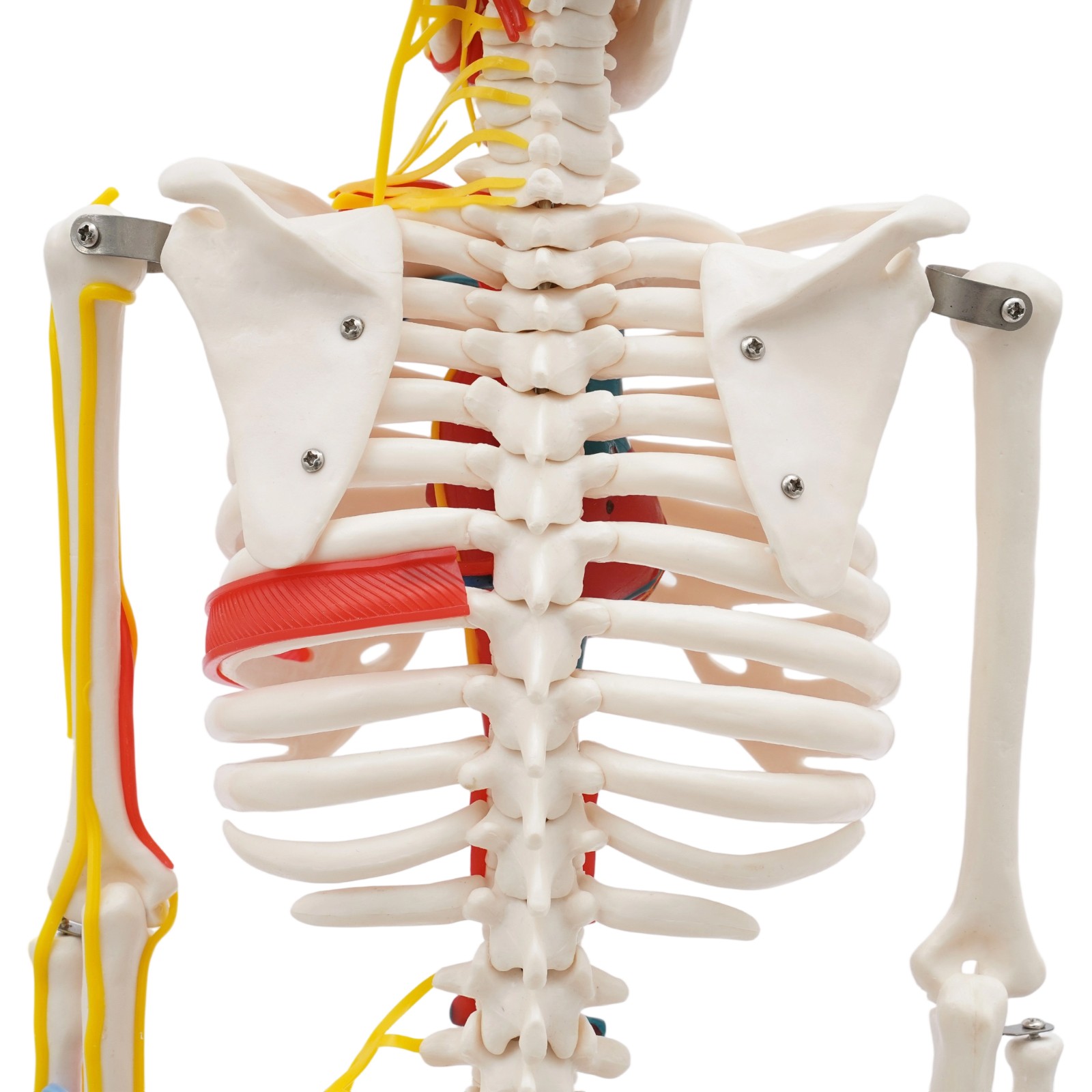 34 Inch Human Skeleton Model Skeleton Human Model Standing Style Skeleton Model
