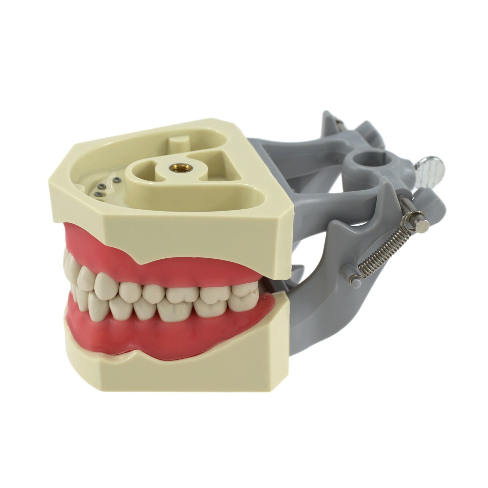 Dental Columbia 860 Style Typodont Model Mounting Pole Replacement Teeth 32 Pcs