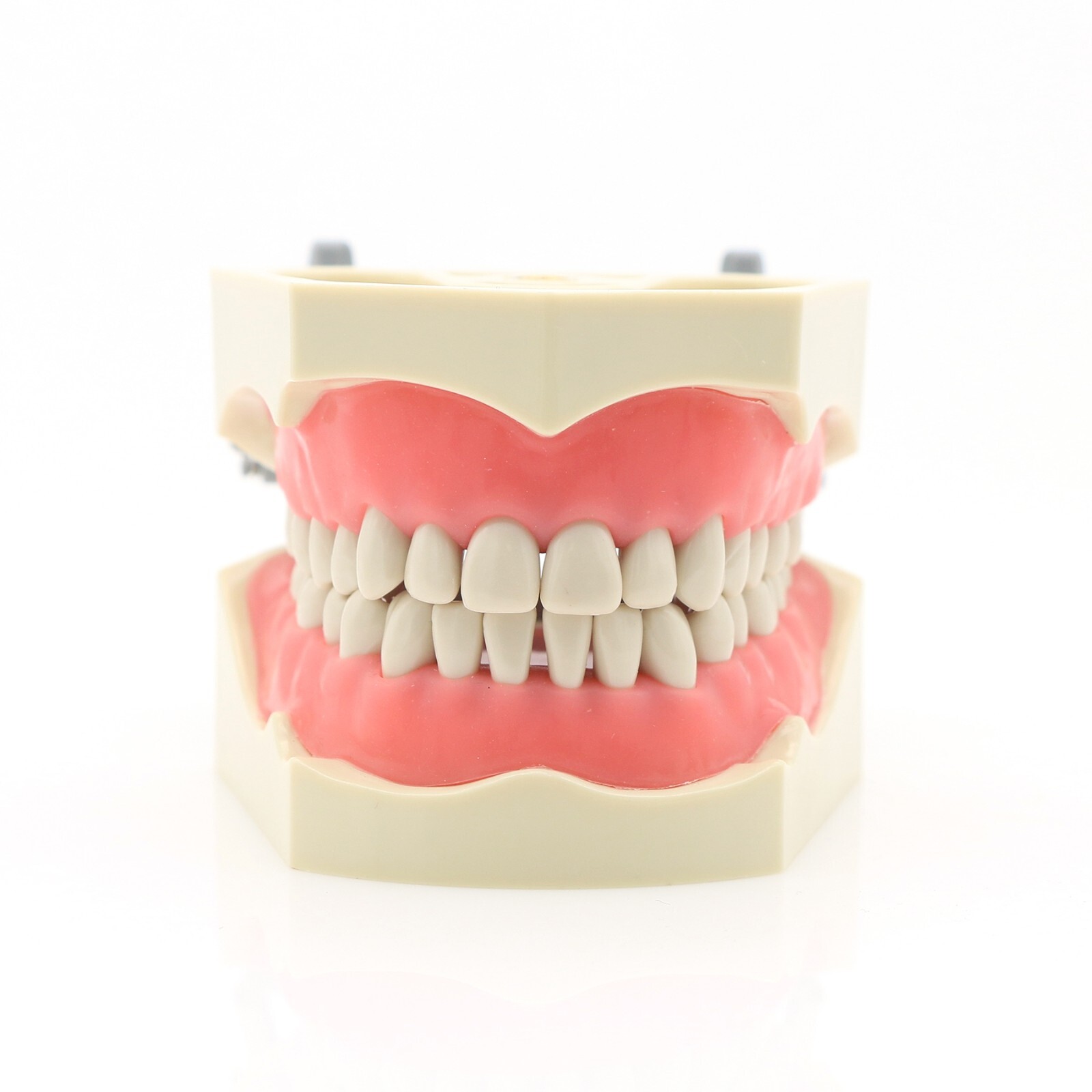 US Columbia 860 Type Dentoform Dental Typodont Model with 32Pcs Removable Teeth