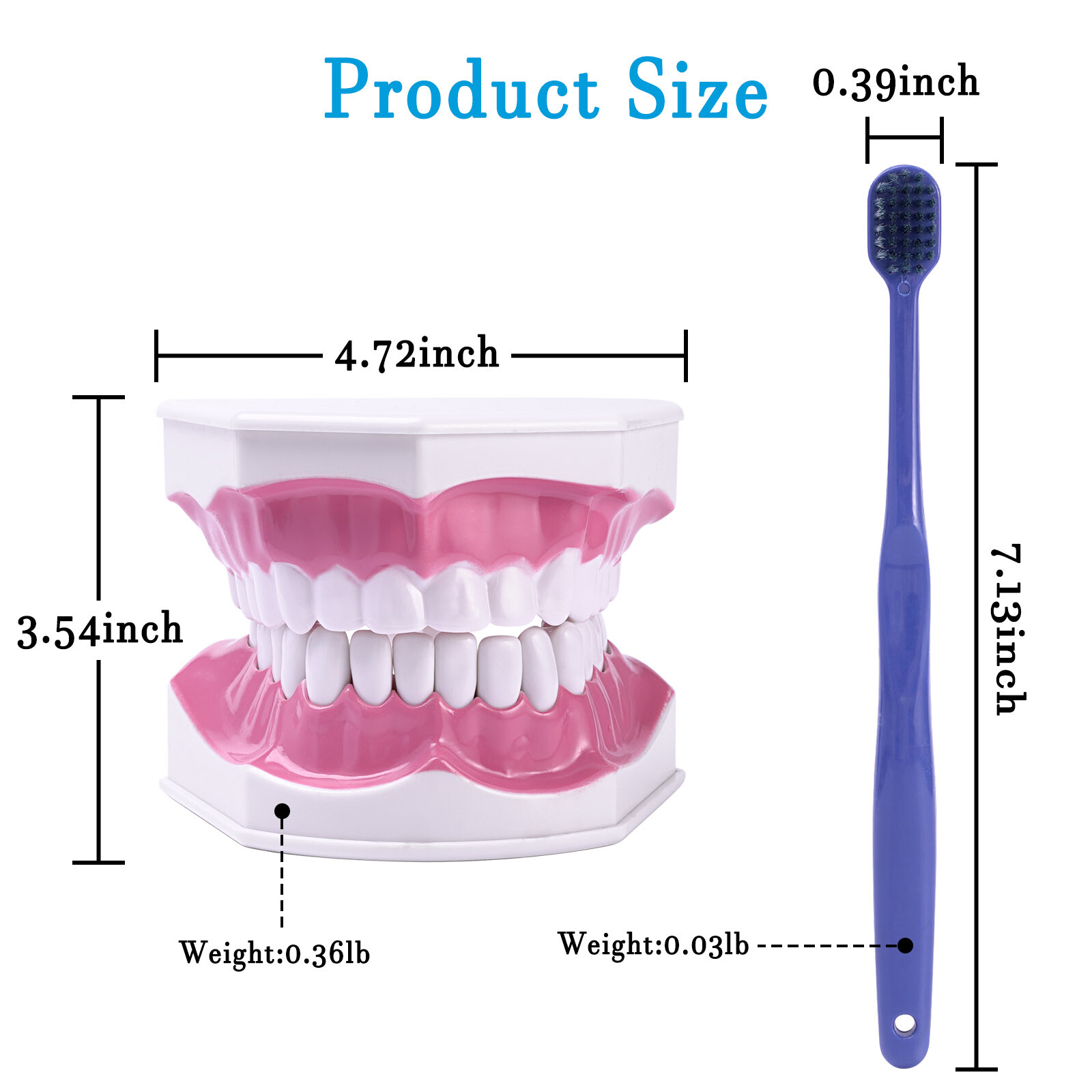 2 Times Enlarge Dental Teeth Model Includes Toothbrush Dental Education Supplies