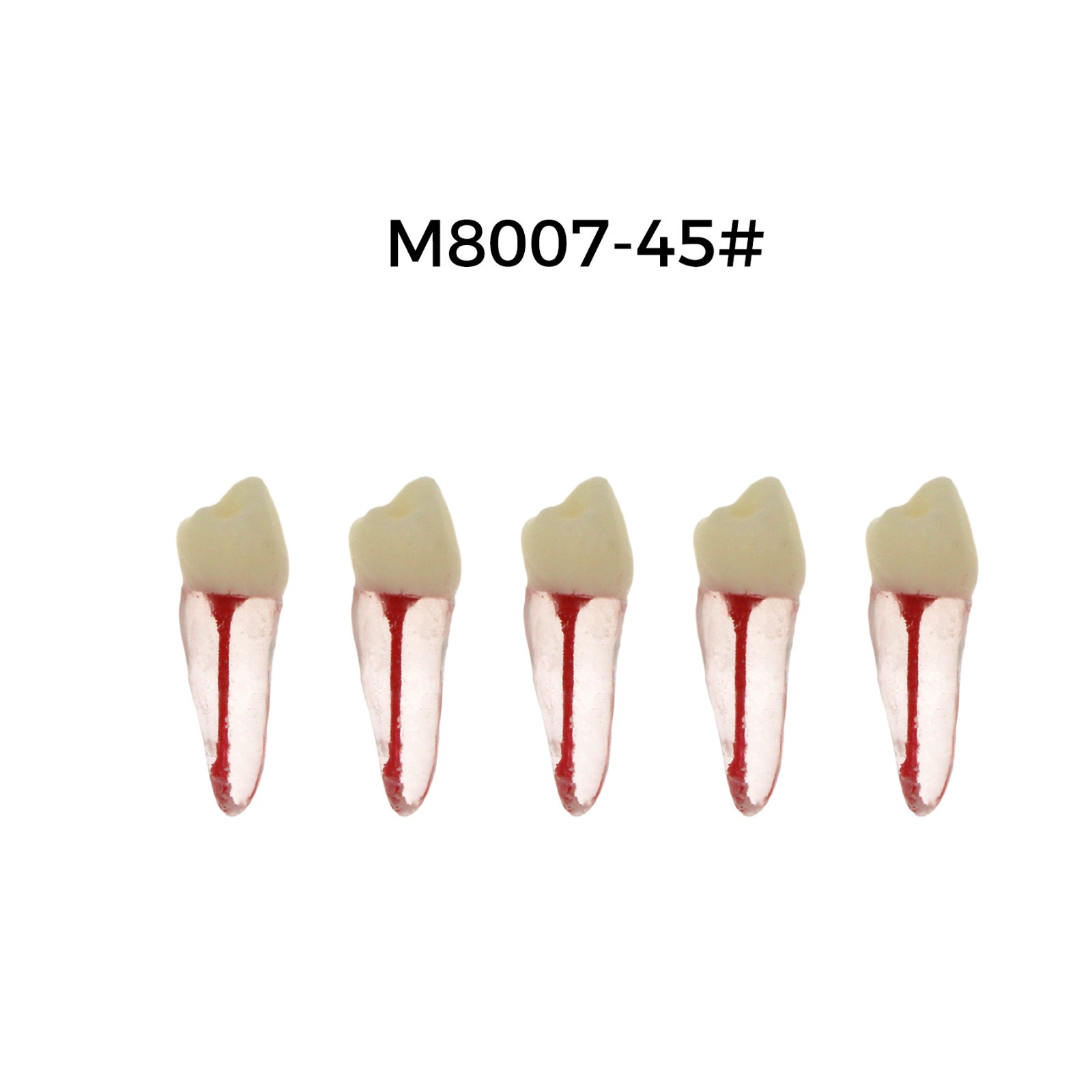 5Pcs Dental Endodontic Root Canal RCT Practice Pulp Cavity Endo Teeth Tooth 8007