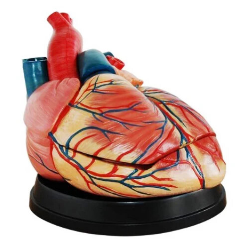 Human Heart Anatomical Jumbo Model (Made In India)