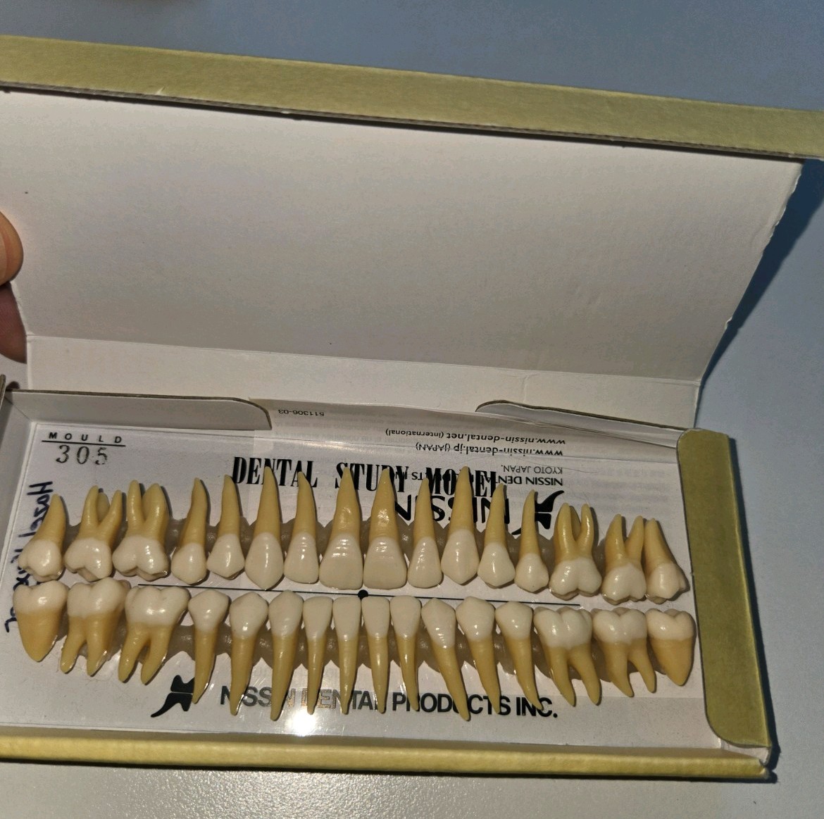 NISSIN dental ADULT TEETH MODEL Model B3-305(32S)