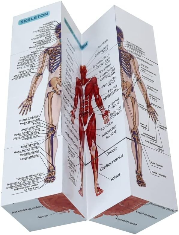 Póster de anatomía en bloques de 9,9 cm para estudiantes medicina sobre anatomía