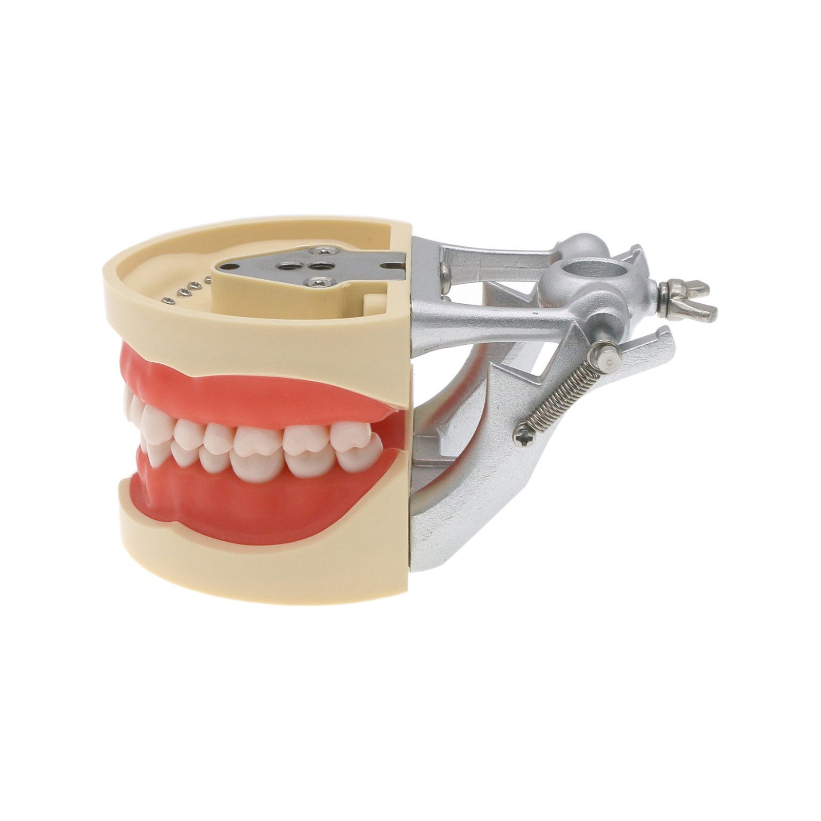 Kilgore Nissin 200 Type Dental Typodont 32Pcs Teeth Model Screw-in Replacement
