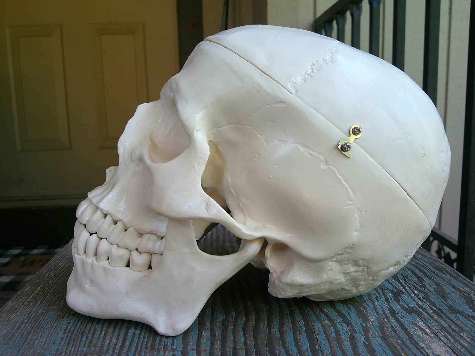 Medical Anatomical Human Skull Model Life Size Replica Adult Human Head