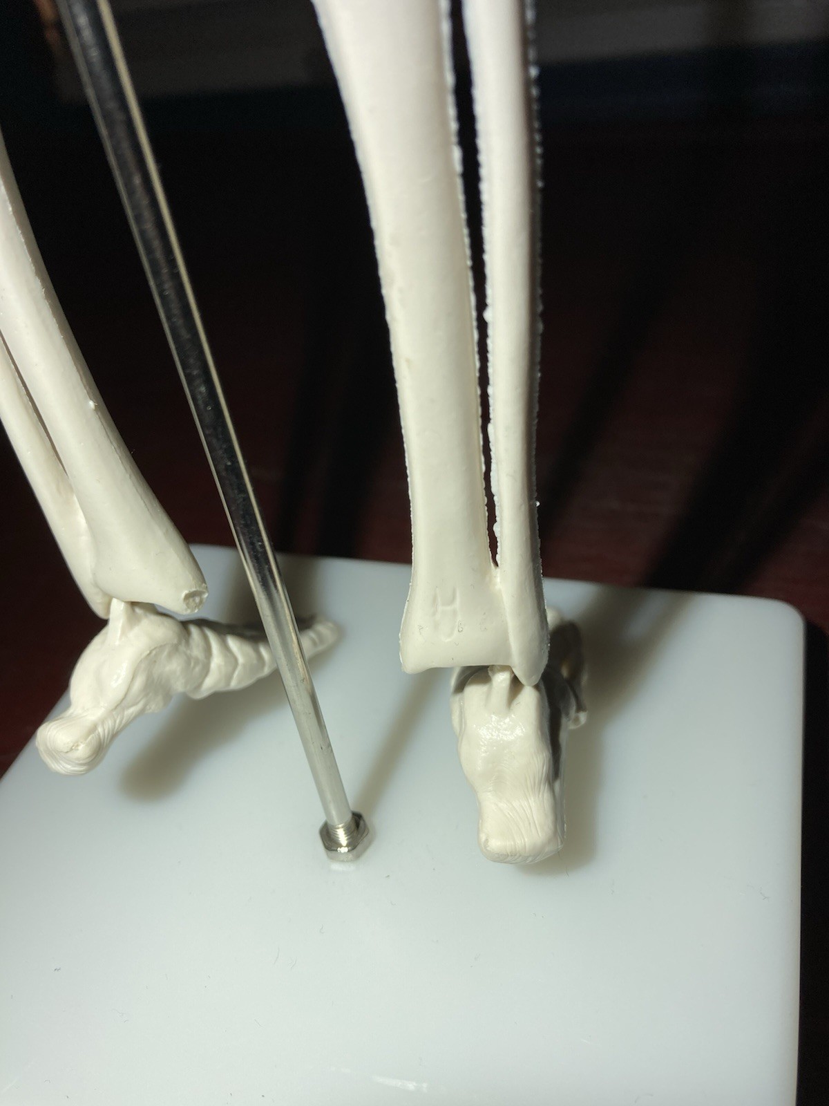 Human Anatomy Model Skeleton Medical Educational Learning Aid with Stand