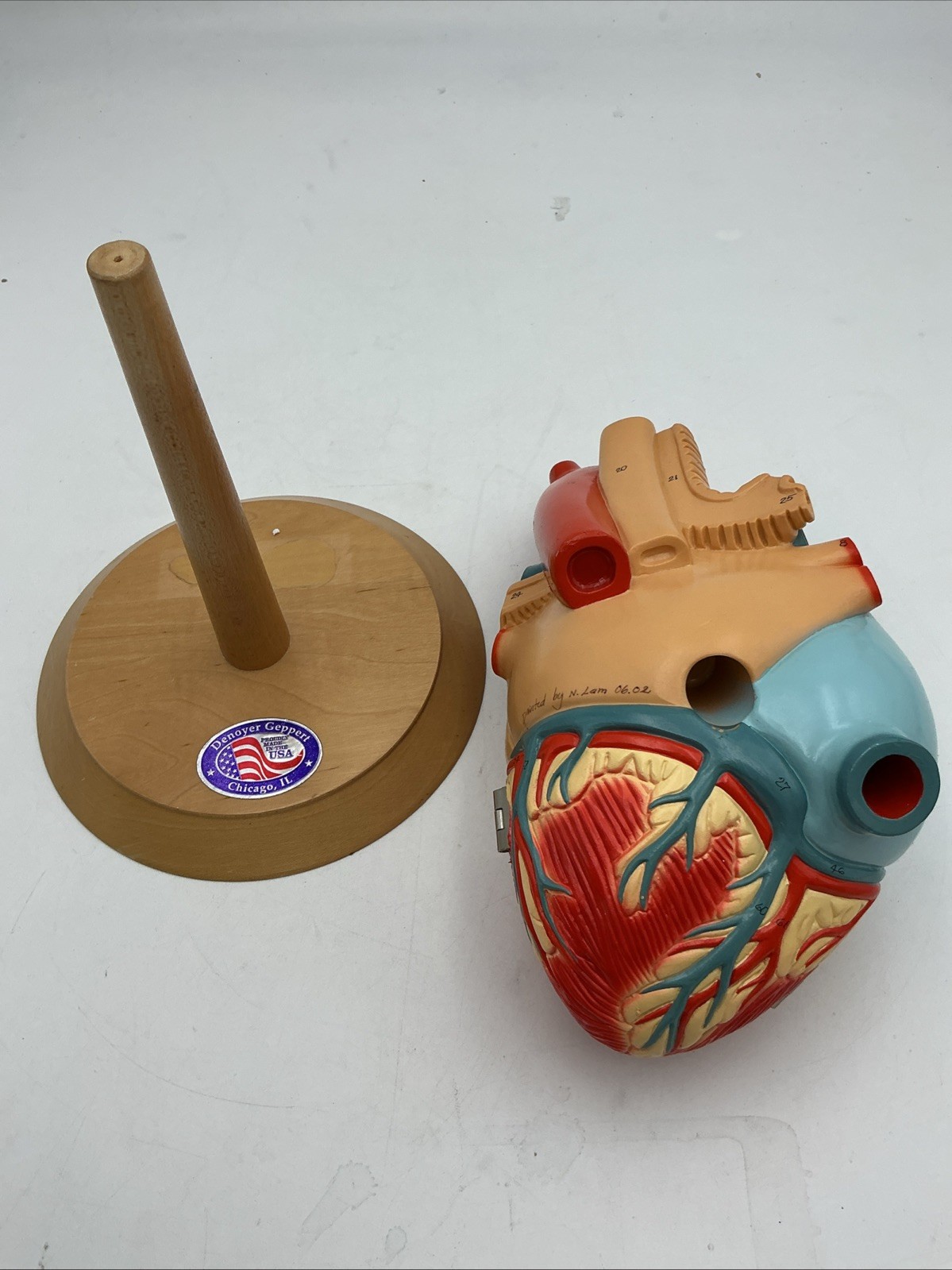 Denoyer Geppert Heart of America 0140-00 Anatomical Model Anatomy