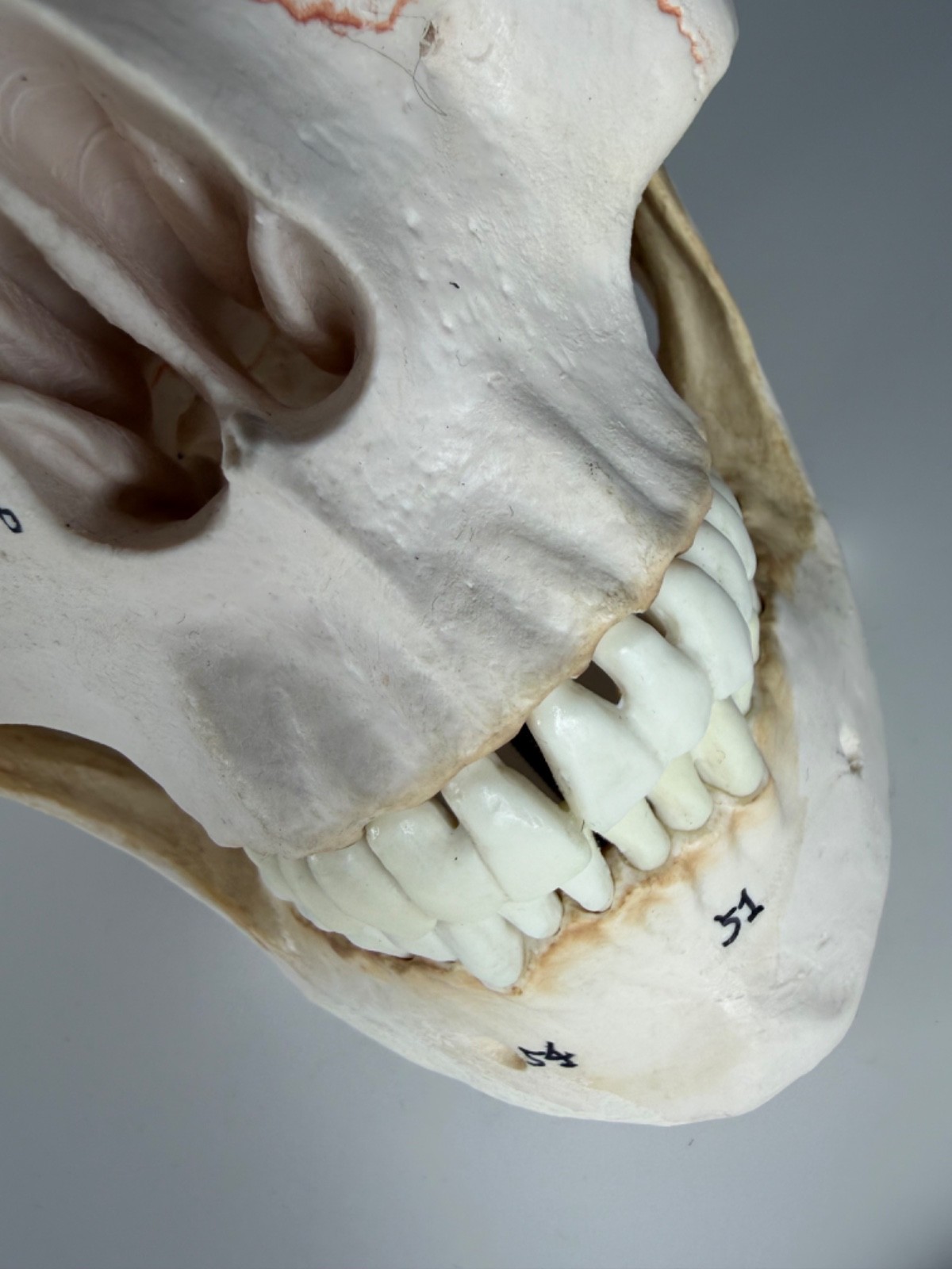 Walter Products Inc. B10221 Numbered Human Skull 3-Parts