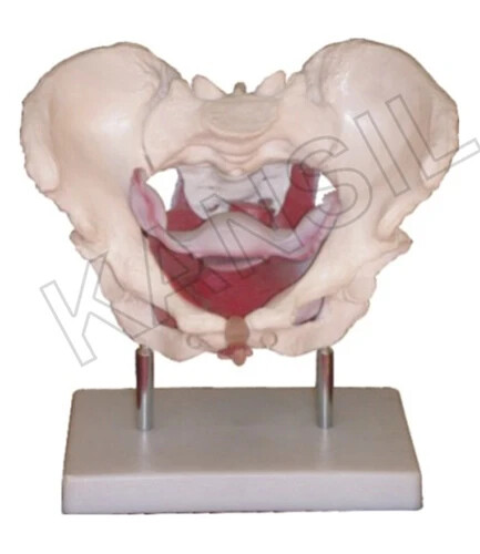 Female Pelvic Muscles and Organs (Made In India)