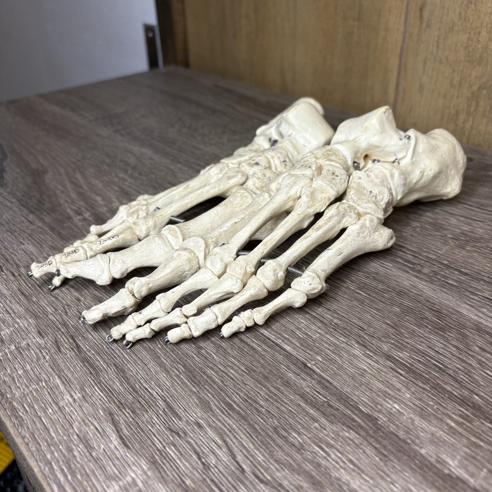 VTG Foot Feet Skeleton Anatomical Model Left Right Adult Podiatrist Med Student