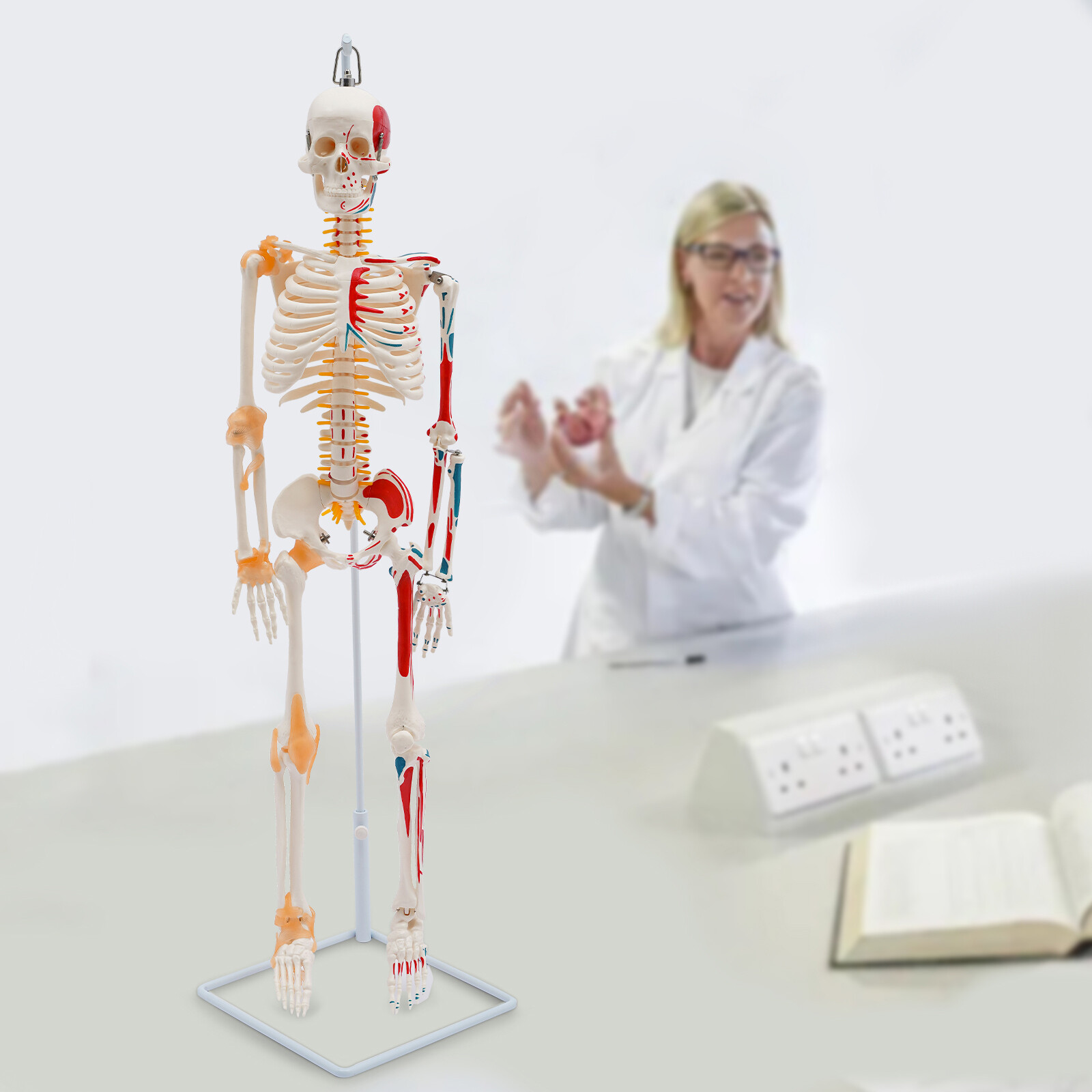 NEW 34″ Modern Hanging Style Human Skeleton Model Includes Joint Ligaments White