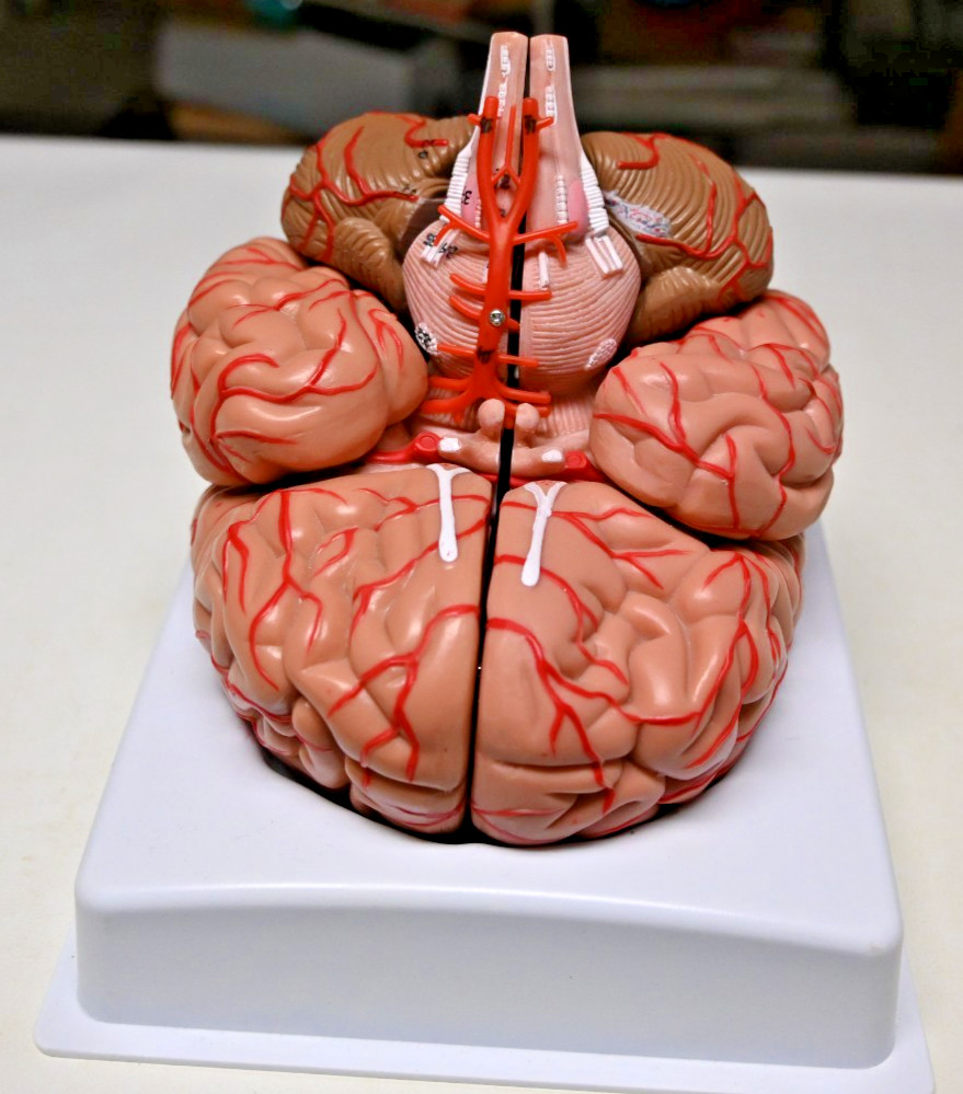 Life Size Human Brain 8 Part Anatomical Model Science Teaching Medical