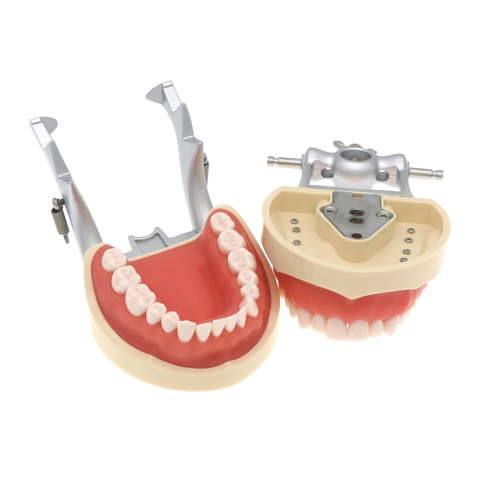 Dental Kilgore NISSIN 28/32 Pcs Type Teeth Typodont Model With Removable Teeth
