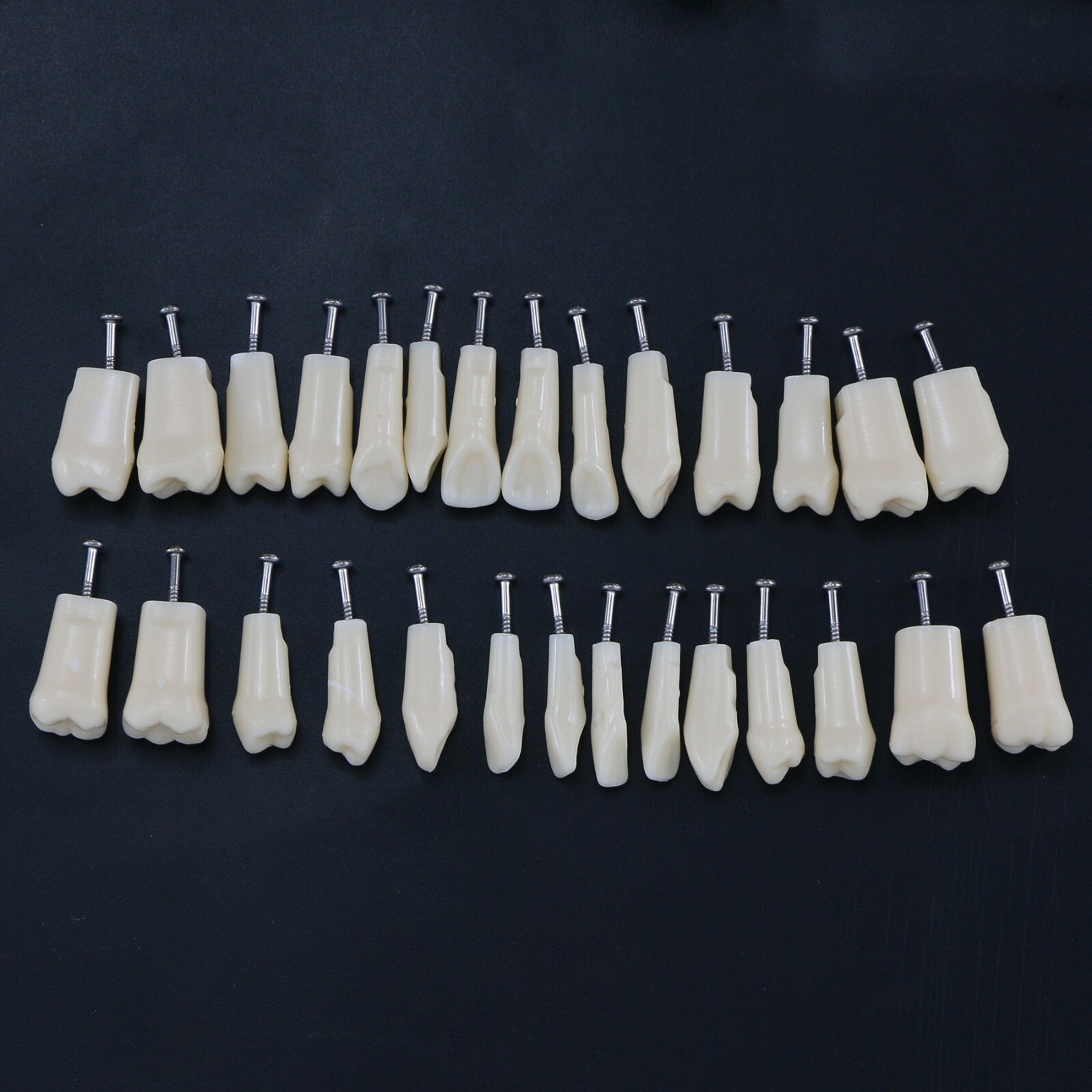 Dental Teeth Typodont Model Replacement Screw-in fit Kilgore NISSIN 200/500 Type