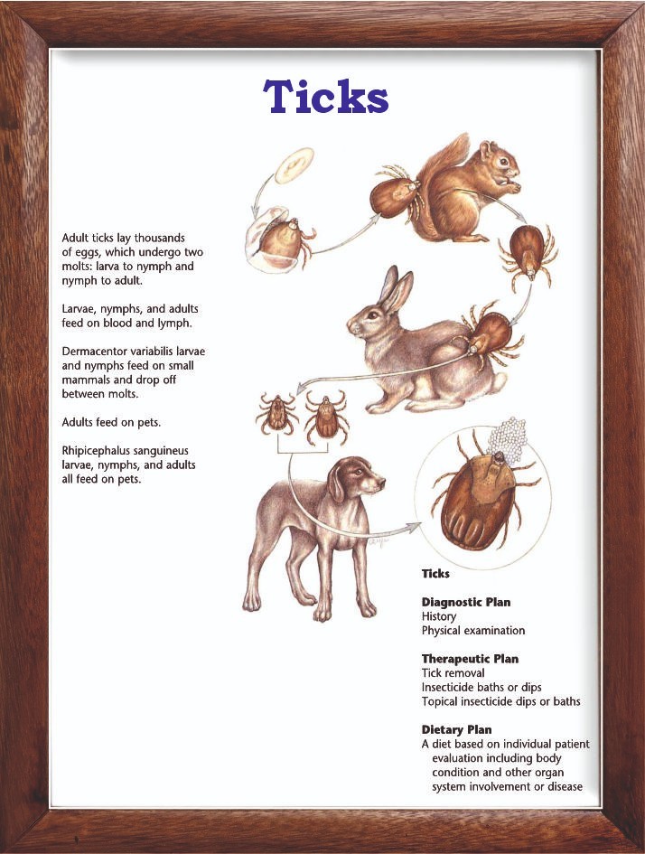 Ticks Chart 12×18 inches
