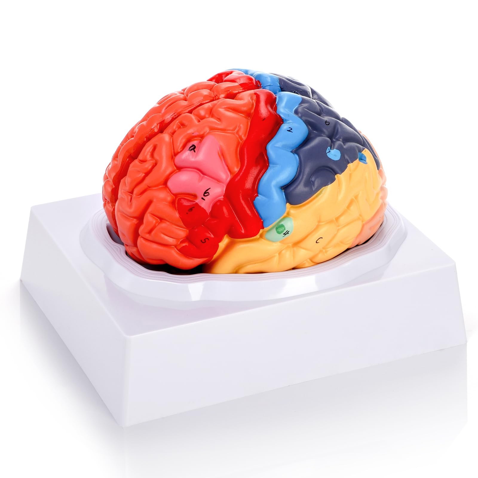 ZENFUN Life-Size Human Brain Anatomical 8*6.7*5.9 inches, Red, Blue, Yellow,