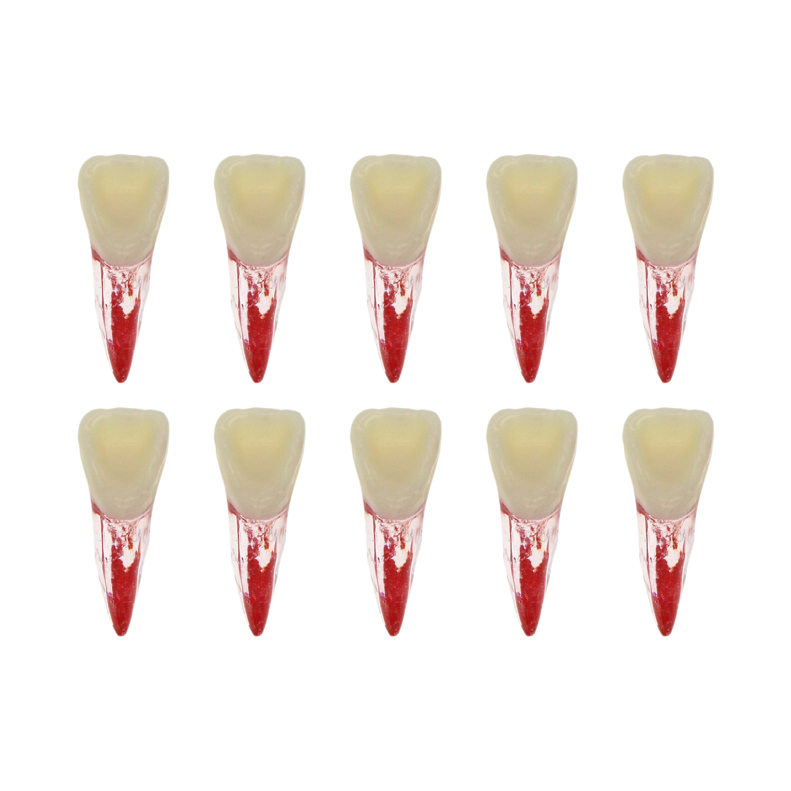 10Pcs Dental Root Canal Practice Model RCT Practice Endo Teeth Model Pulp Study