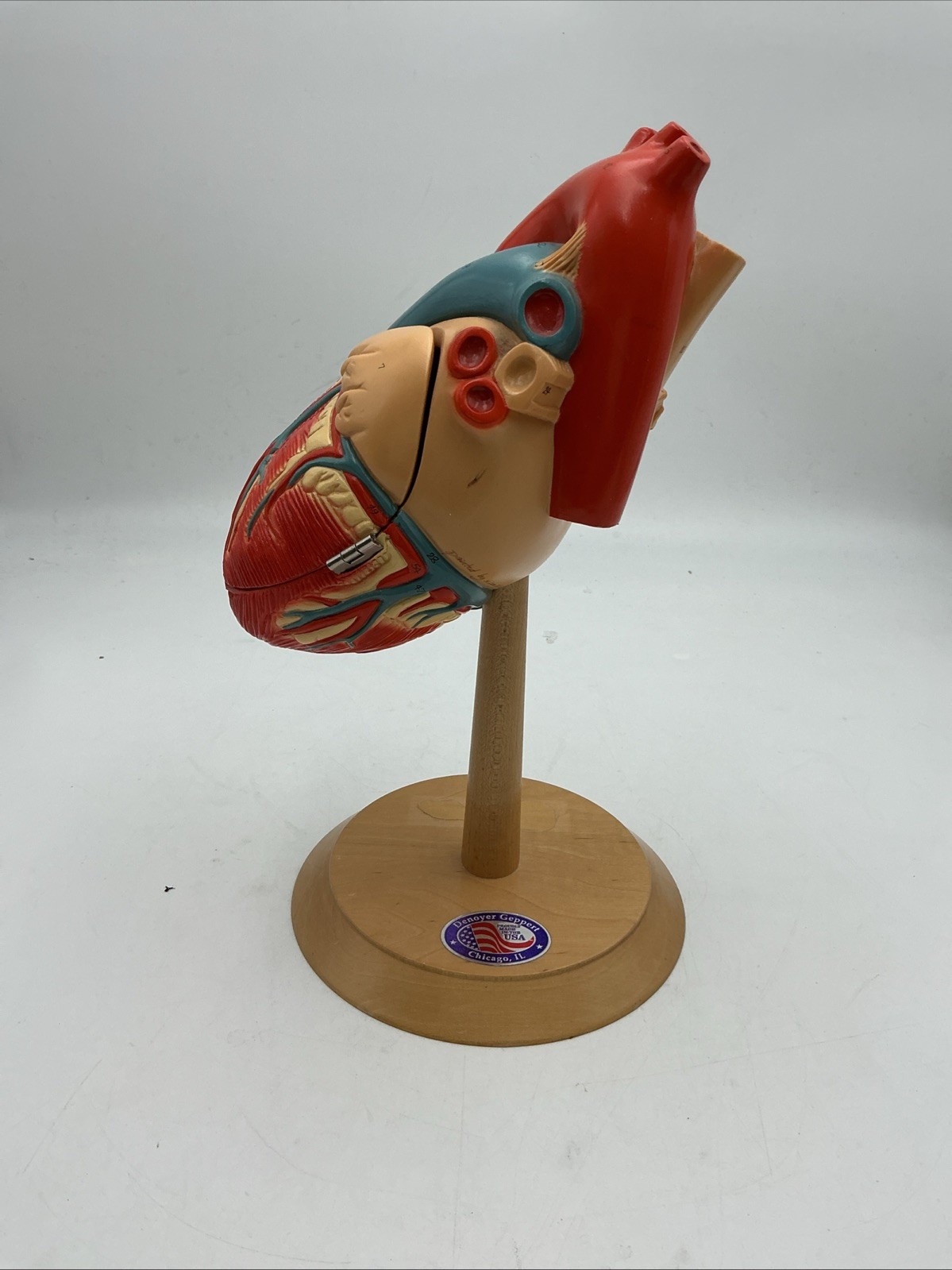 Denoyer Geppert Heart of America 0140-00 Anatomical Model Anatomy